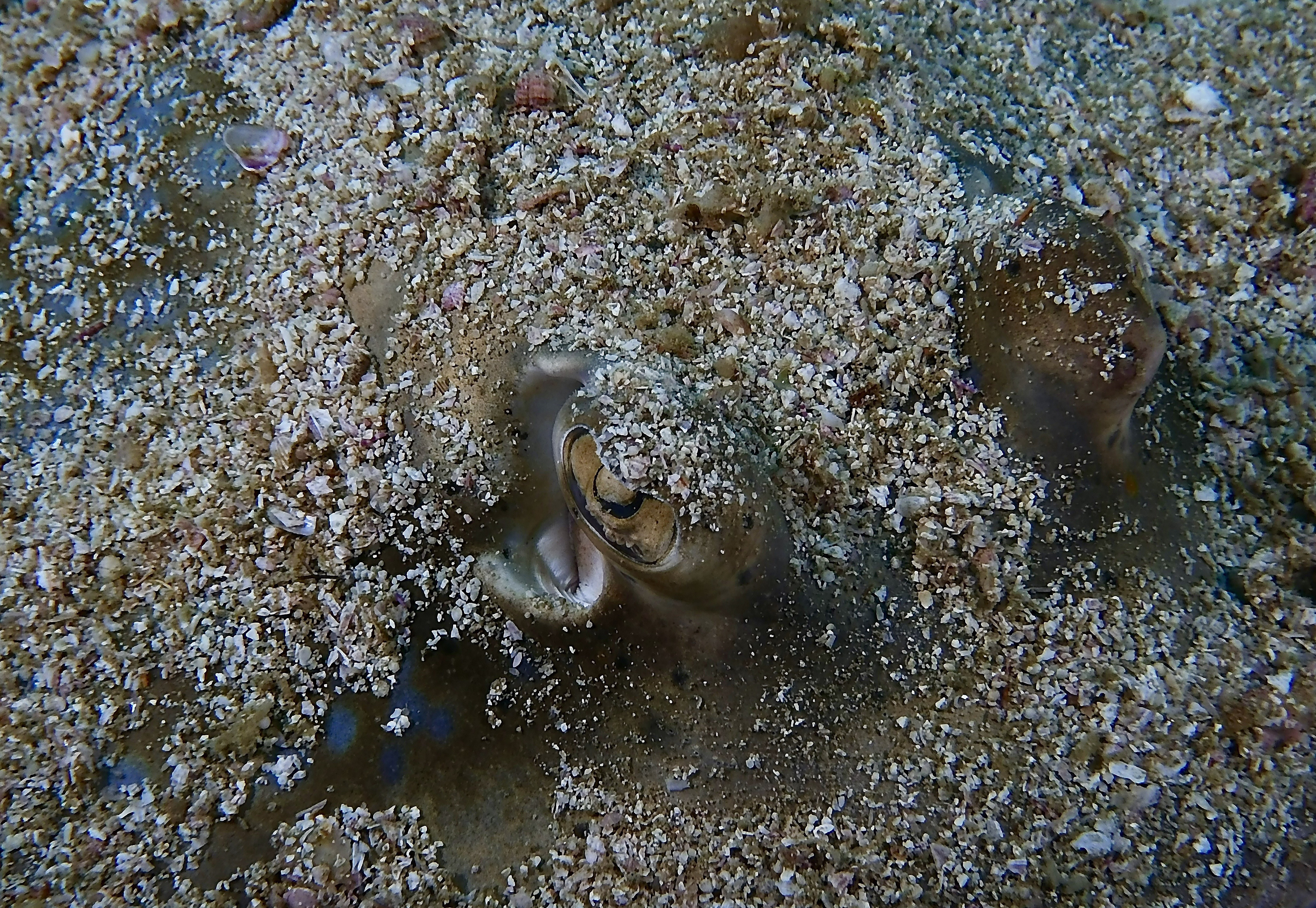 Wildlife Wednesday : Eyes