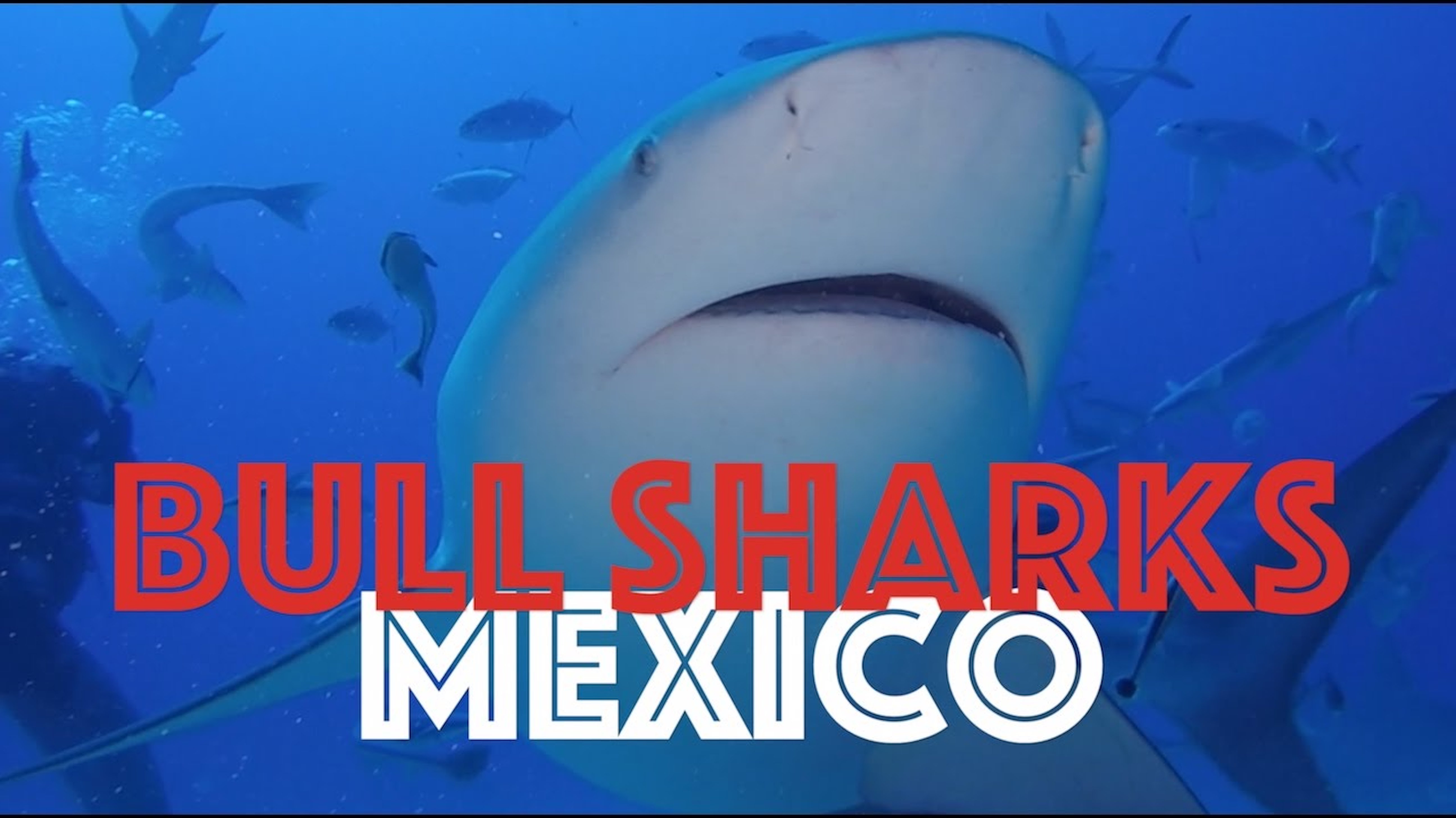 Bull Sharks in Playa Del Carmen