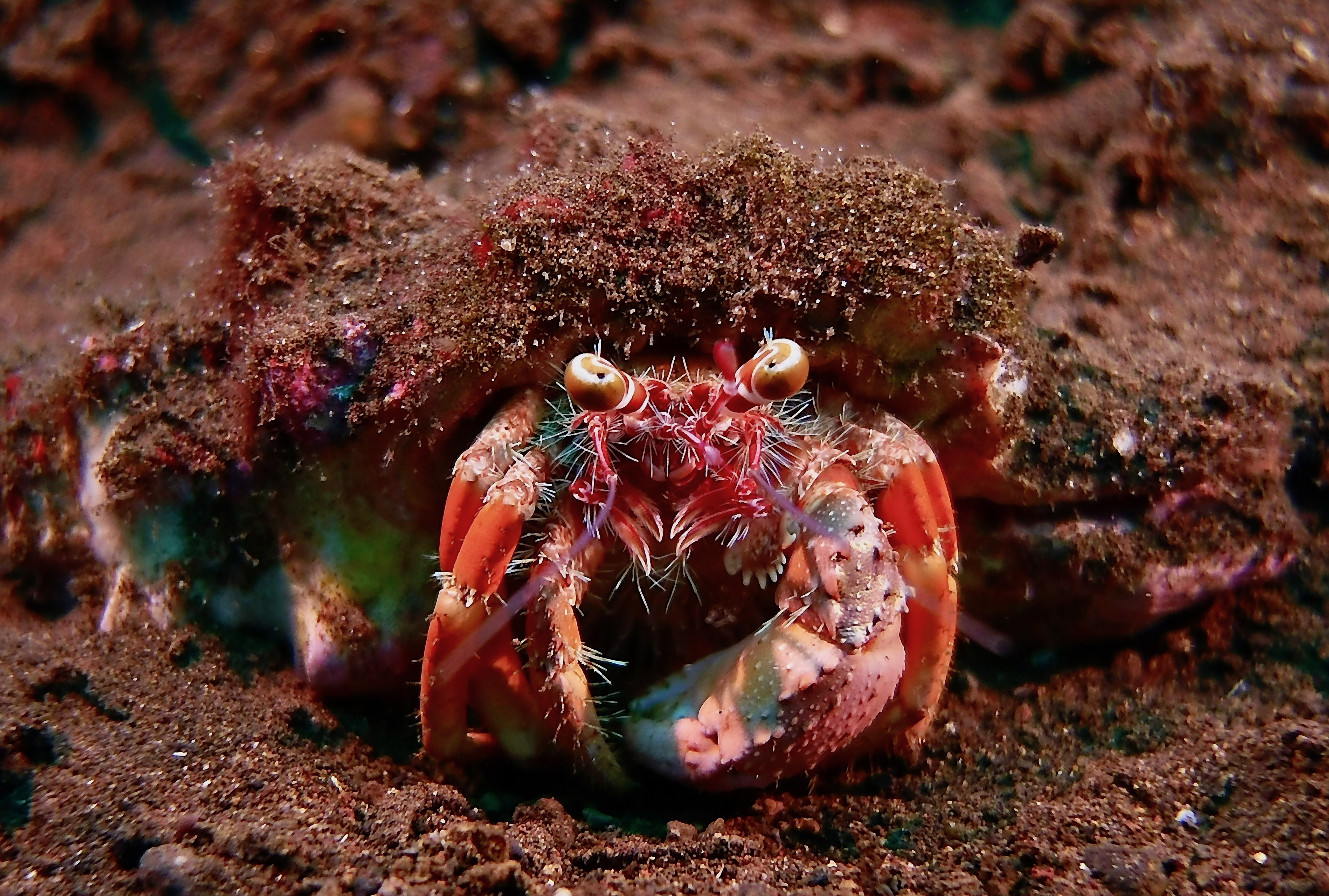 Crab Indonesia