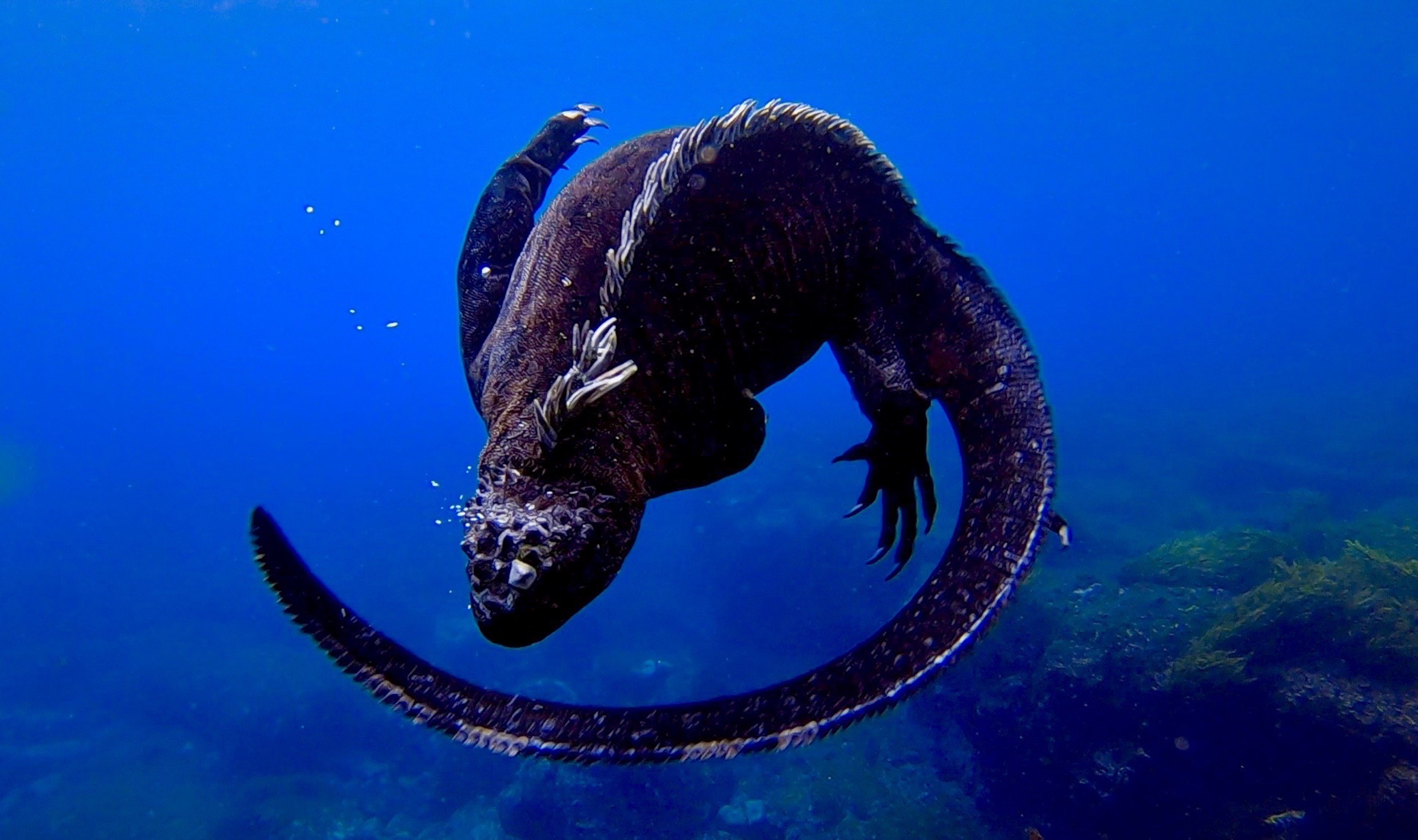 Galapagos Marine Iguanas, Ecuador