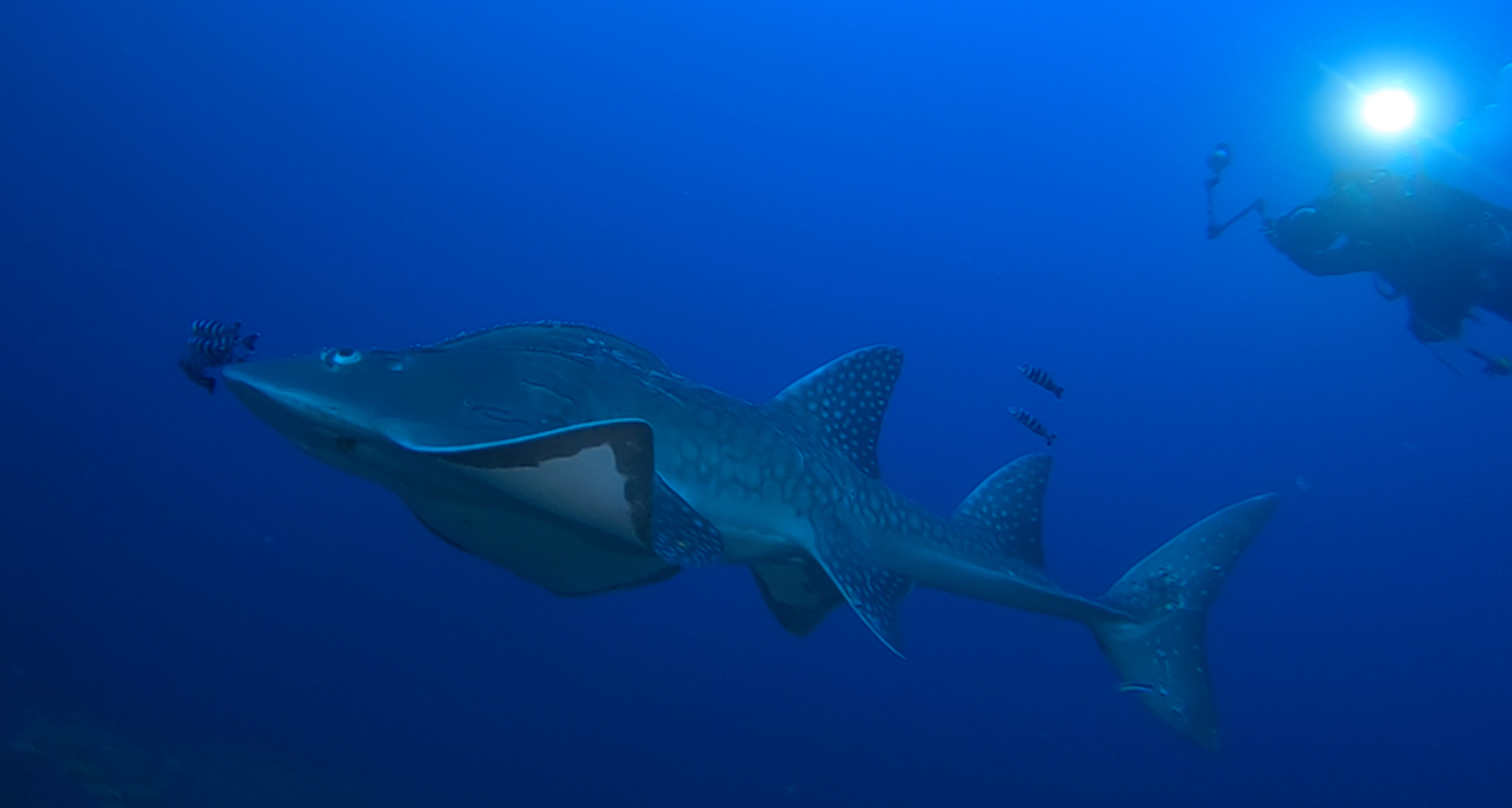 Bowmouth guitarfish swimming underwater off the coast of Oman