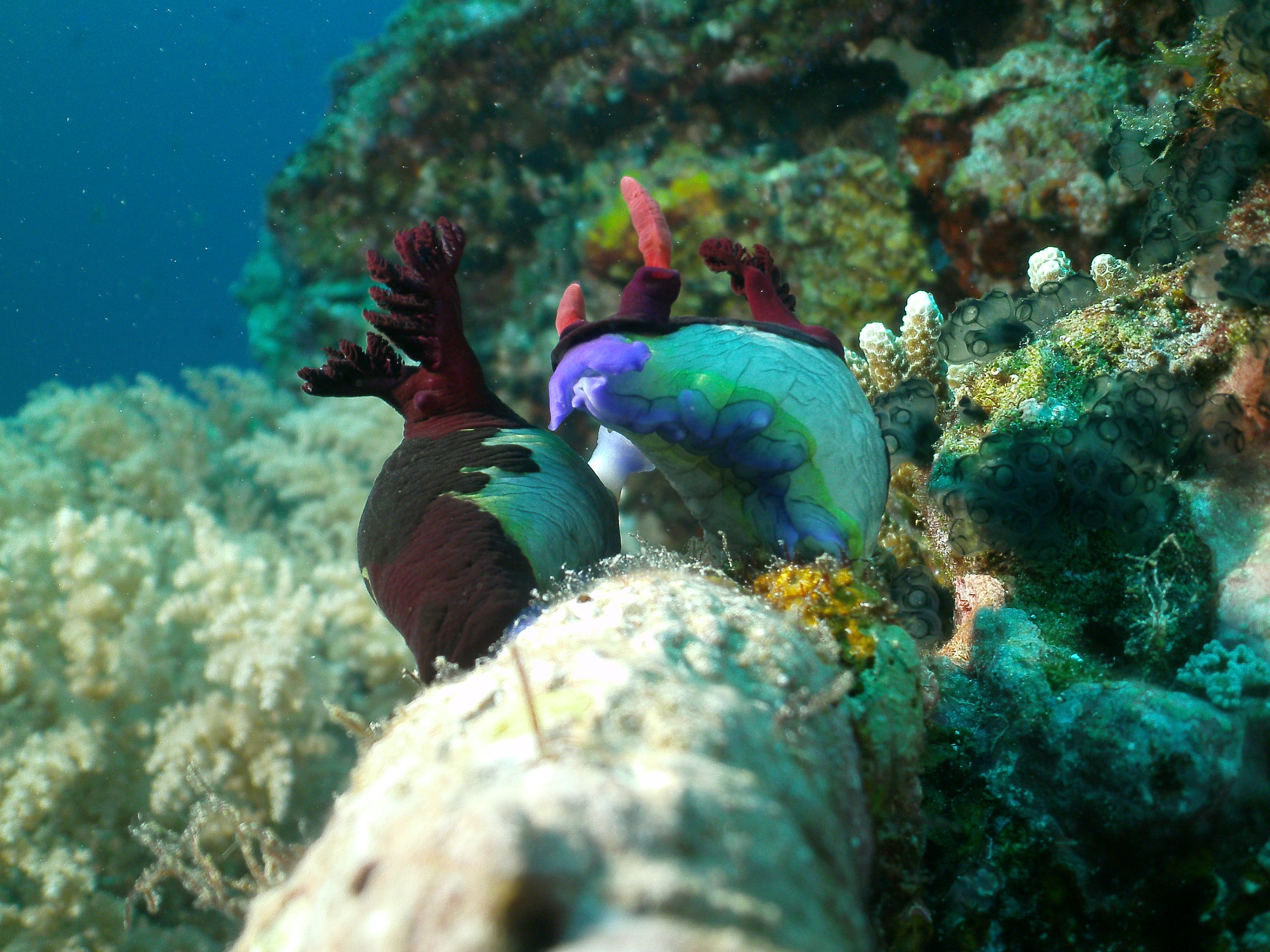 Nudibranch Philippines