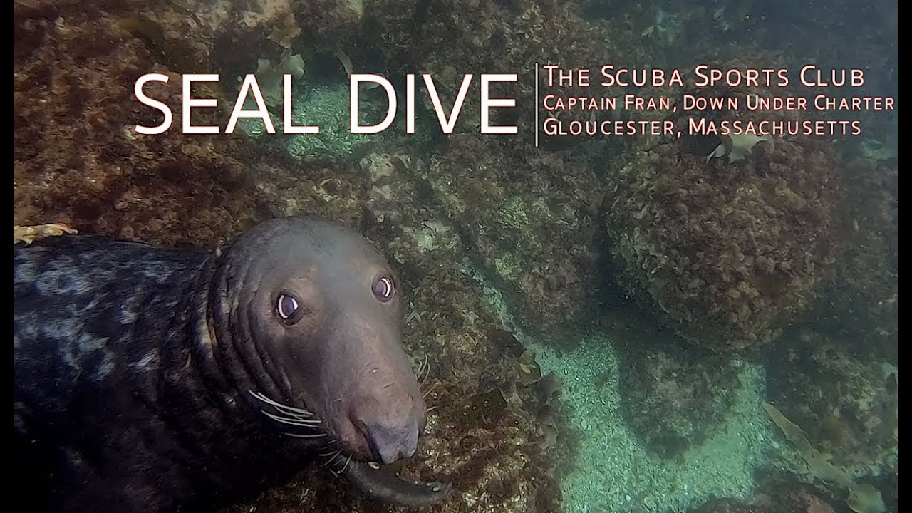 Scuba Diving with Seals in Gloucester, Massachusetts