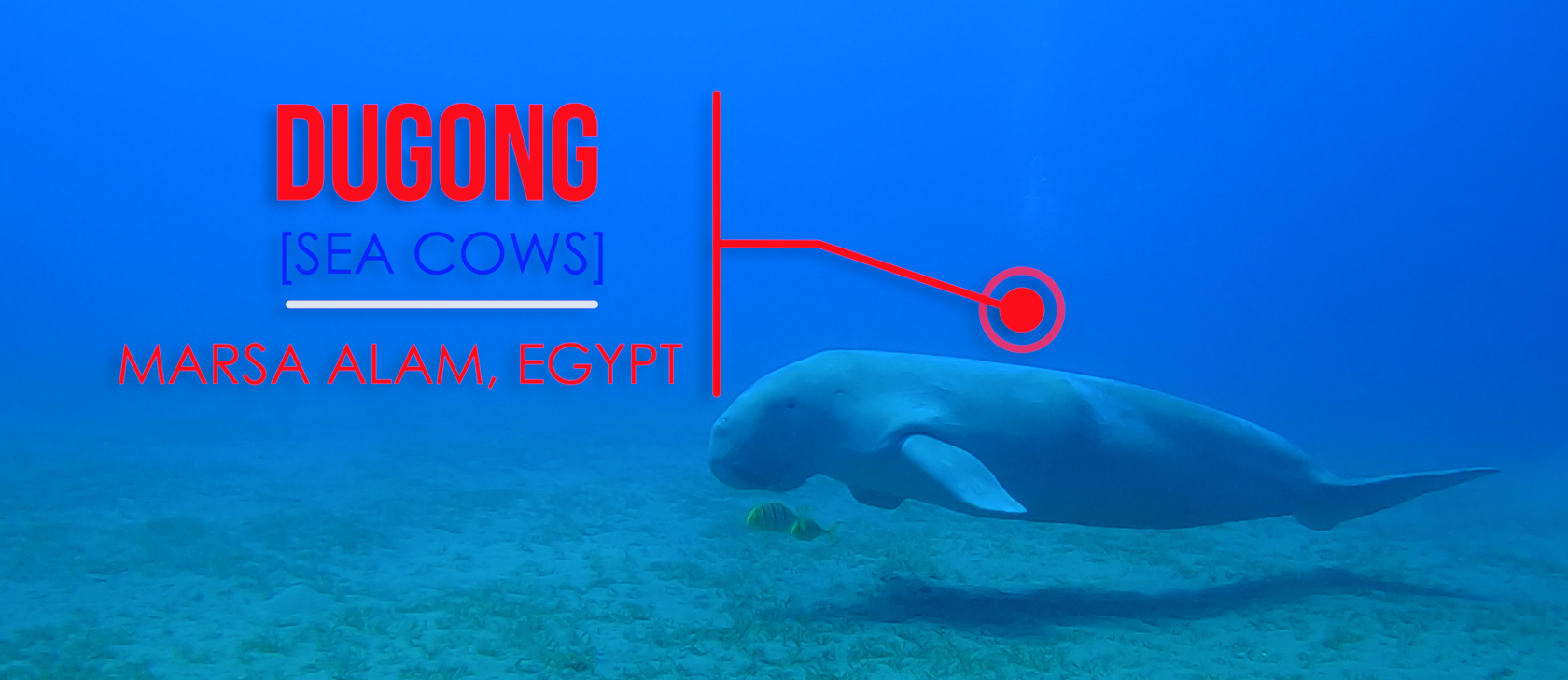 Scuba Diving with Egyptian Dugongs