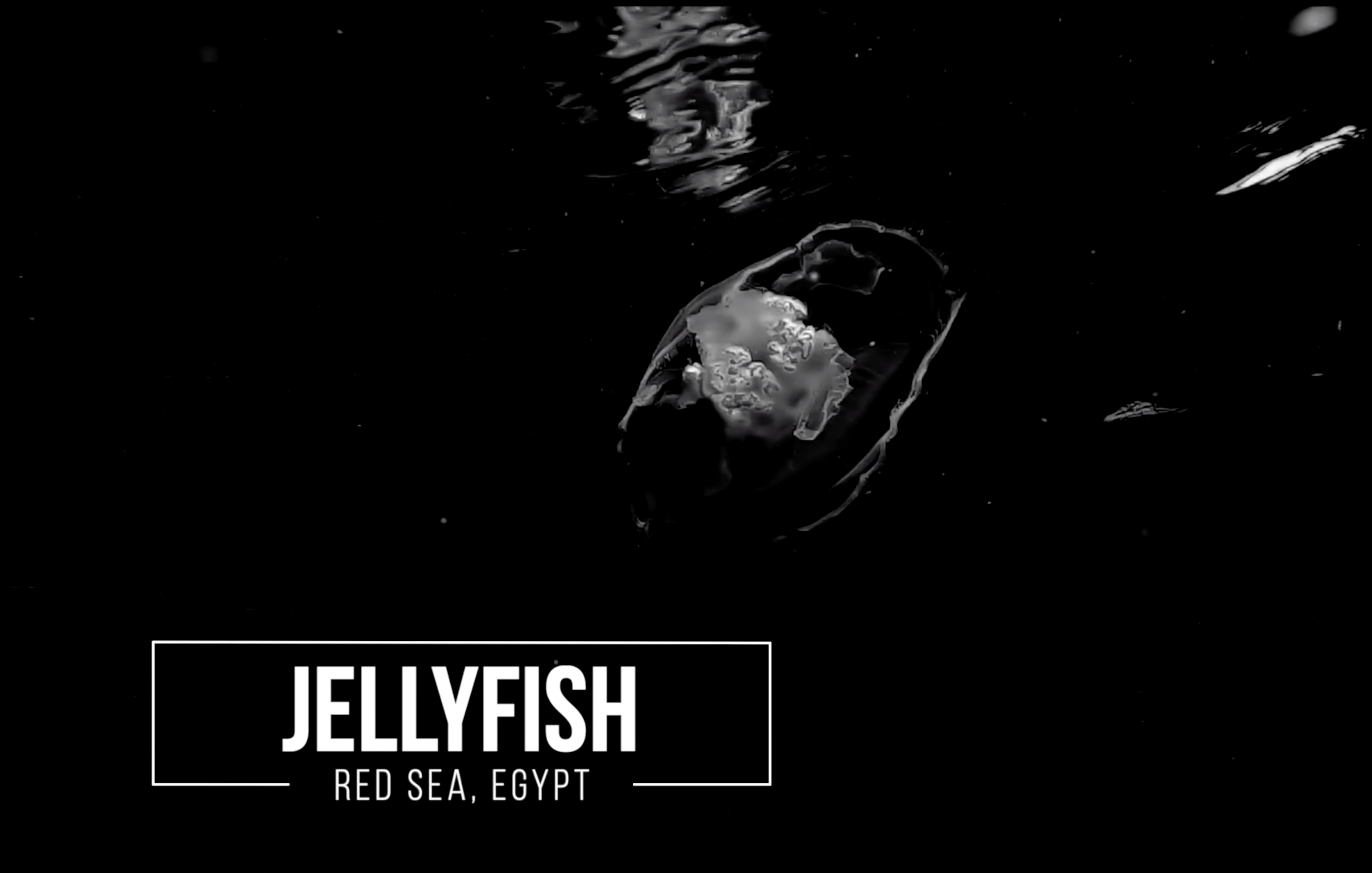 Observing Jellyfish in the Red Sea, Egypt
