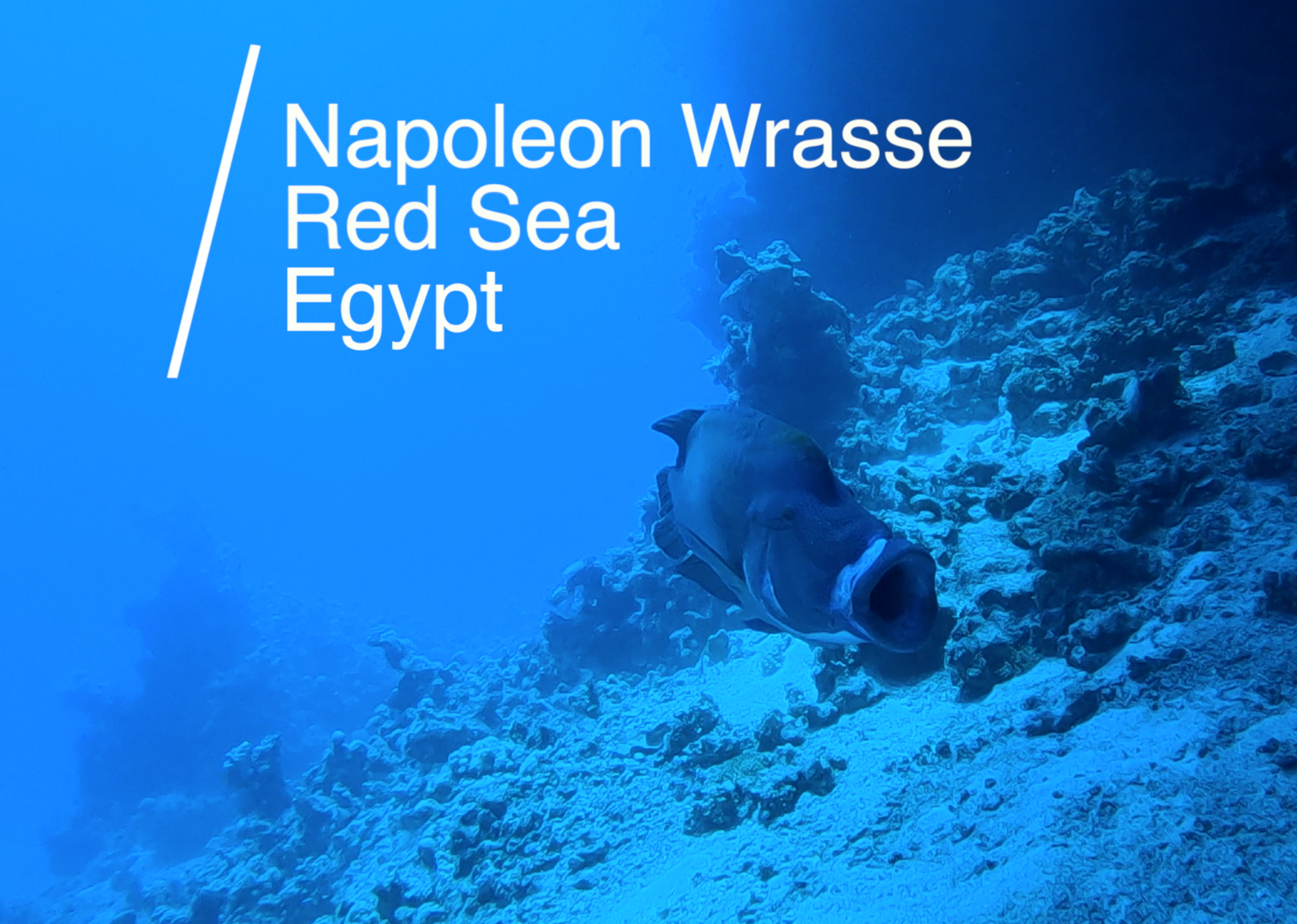 Scuba Diving with Napoleon Wrasse in Egypt