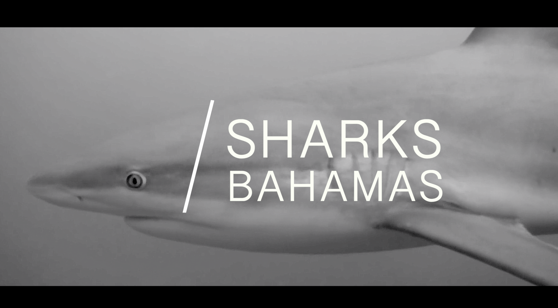 Sharks in Black & White and Color