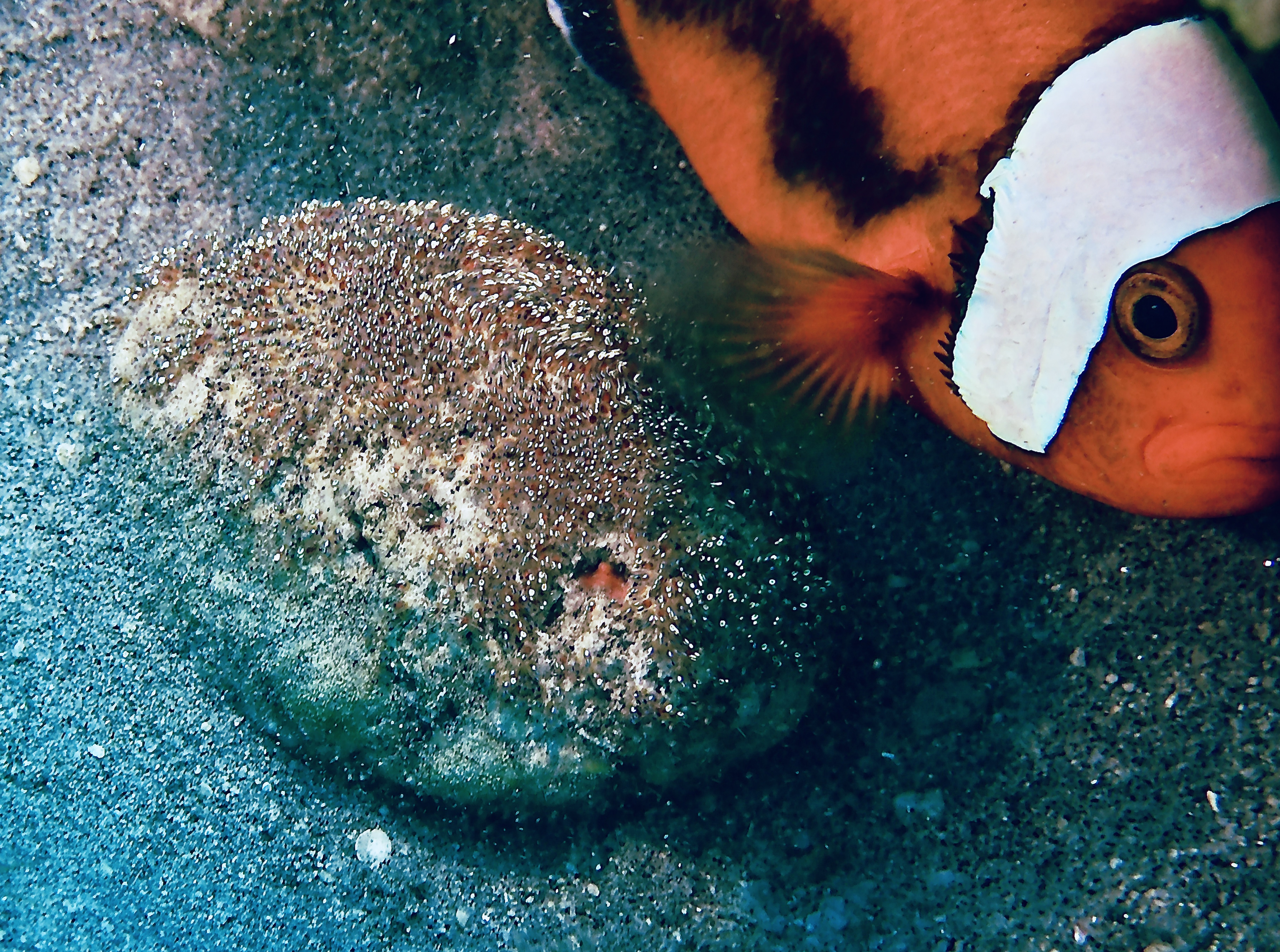 11:44AM Christmas Scuba Dive