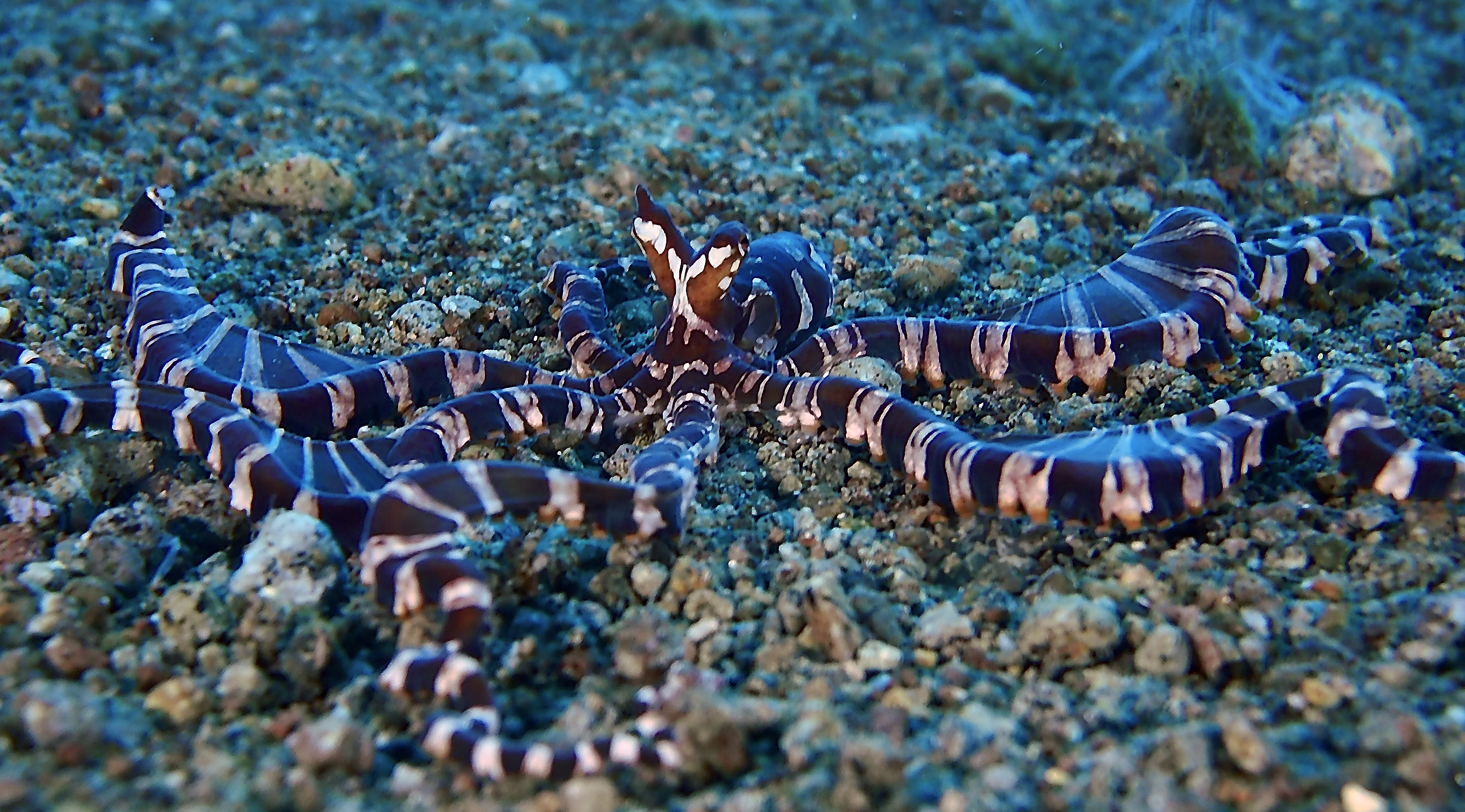 Wunderpus Octopus
