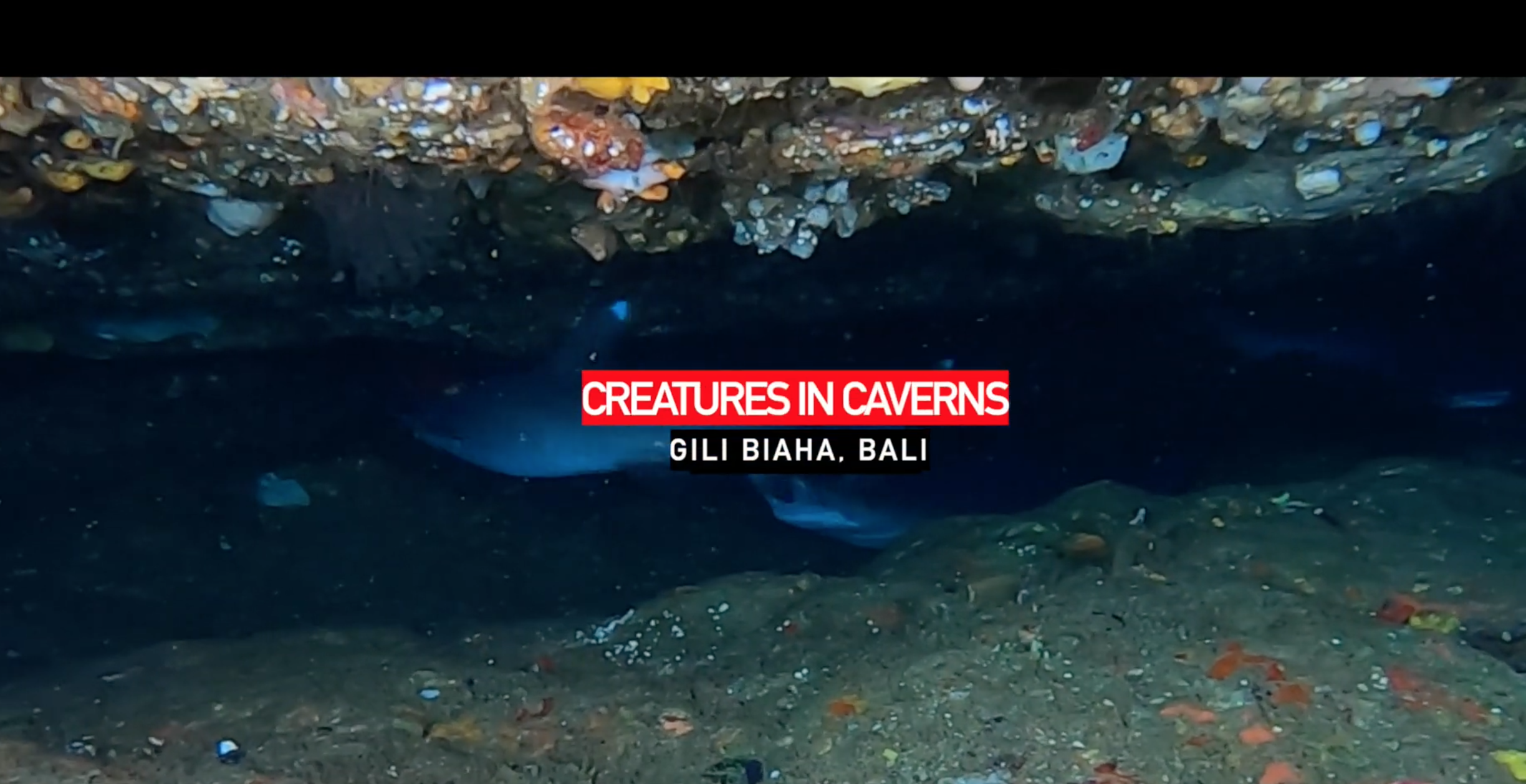 sharks in caverns in bali