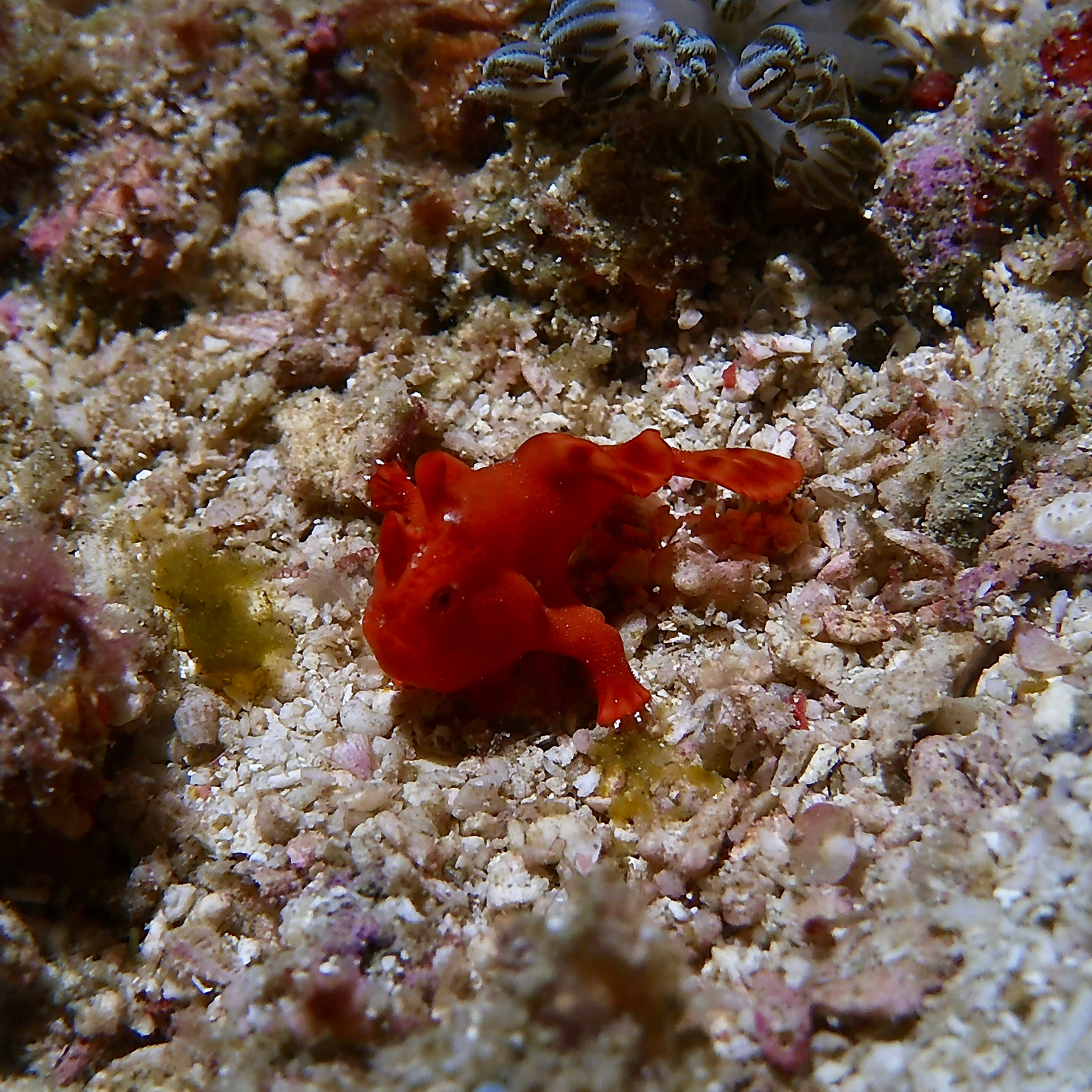 Red Frogfish