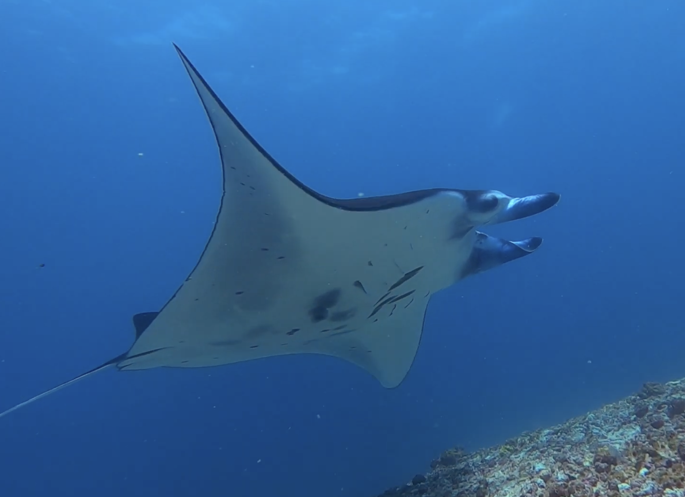 Stunning Manta Rays of Komodo