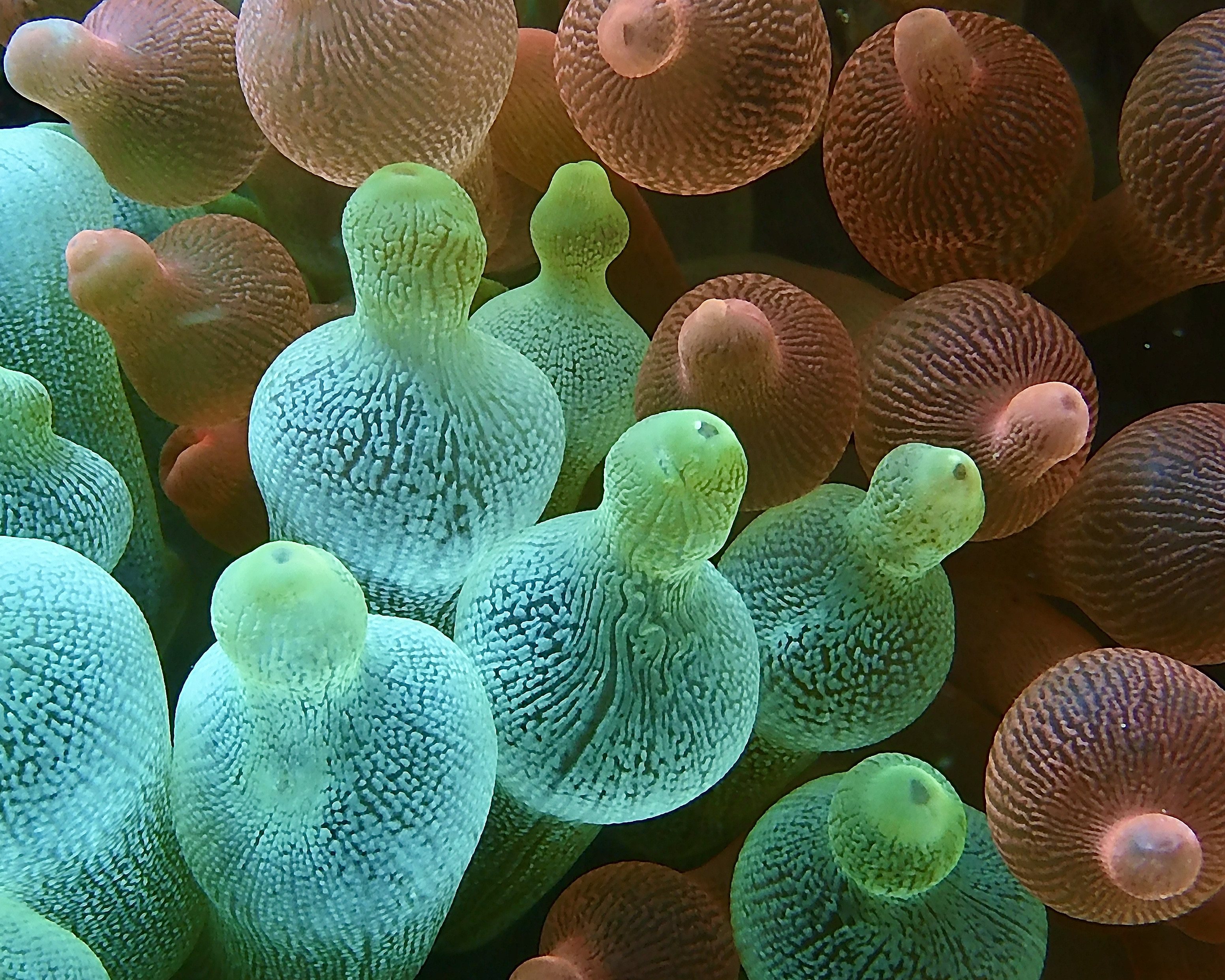 Wordless Wednesday : Sea Anemone