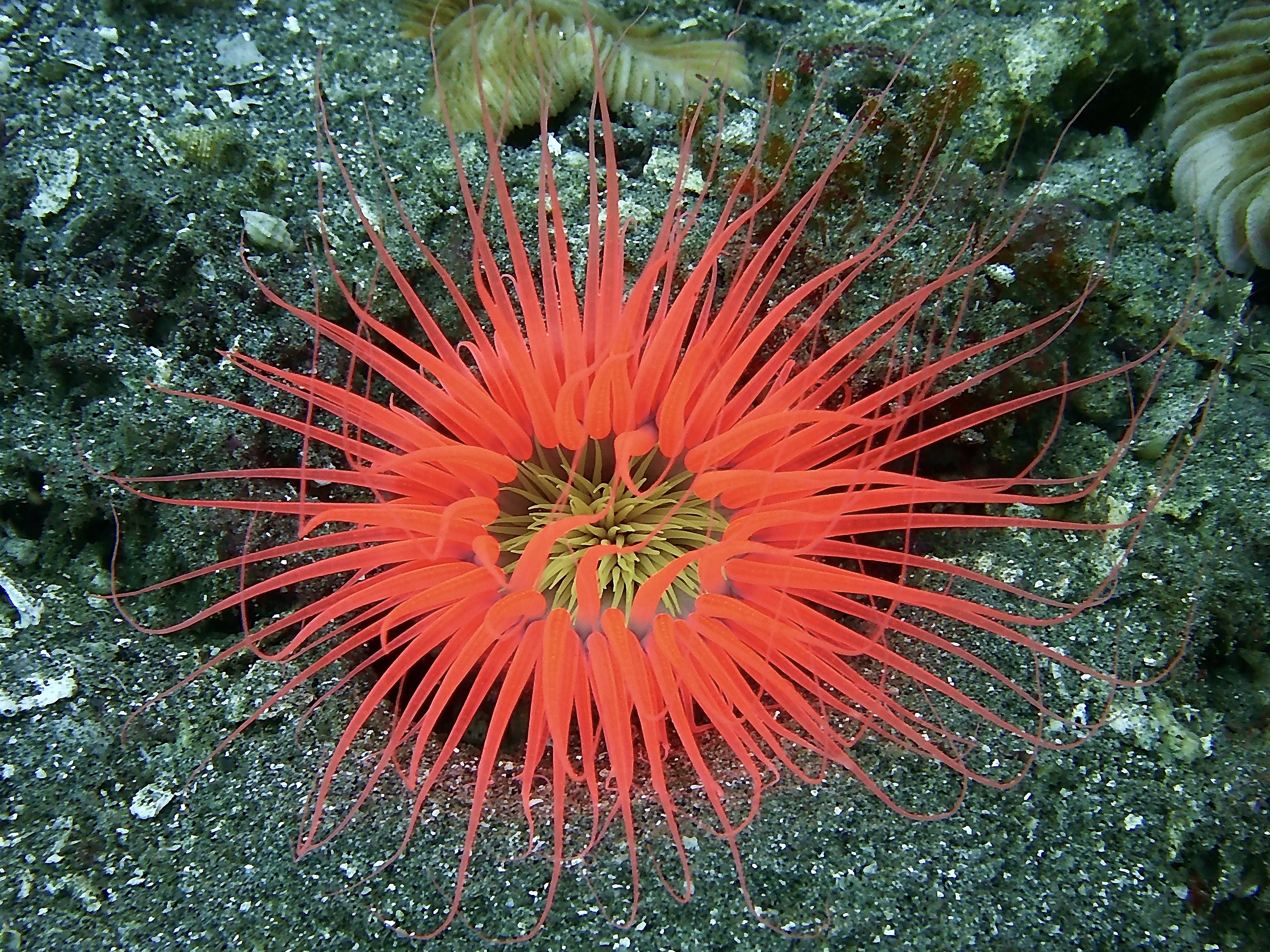 Neon Tube-dwelling Anemone