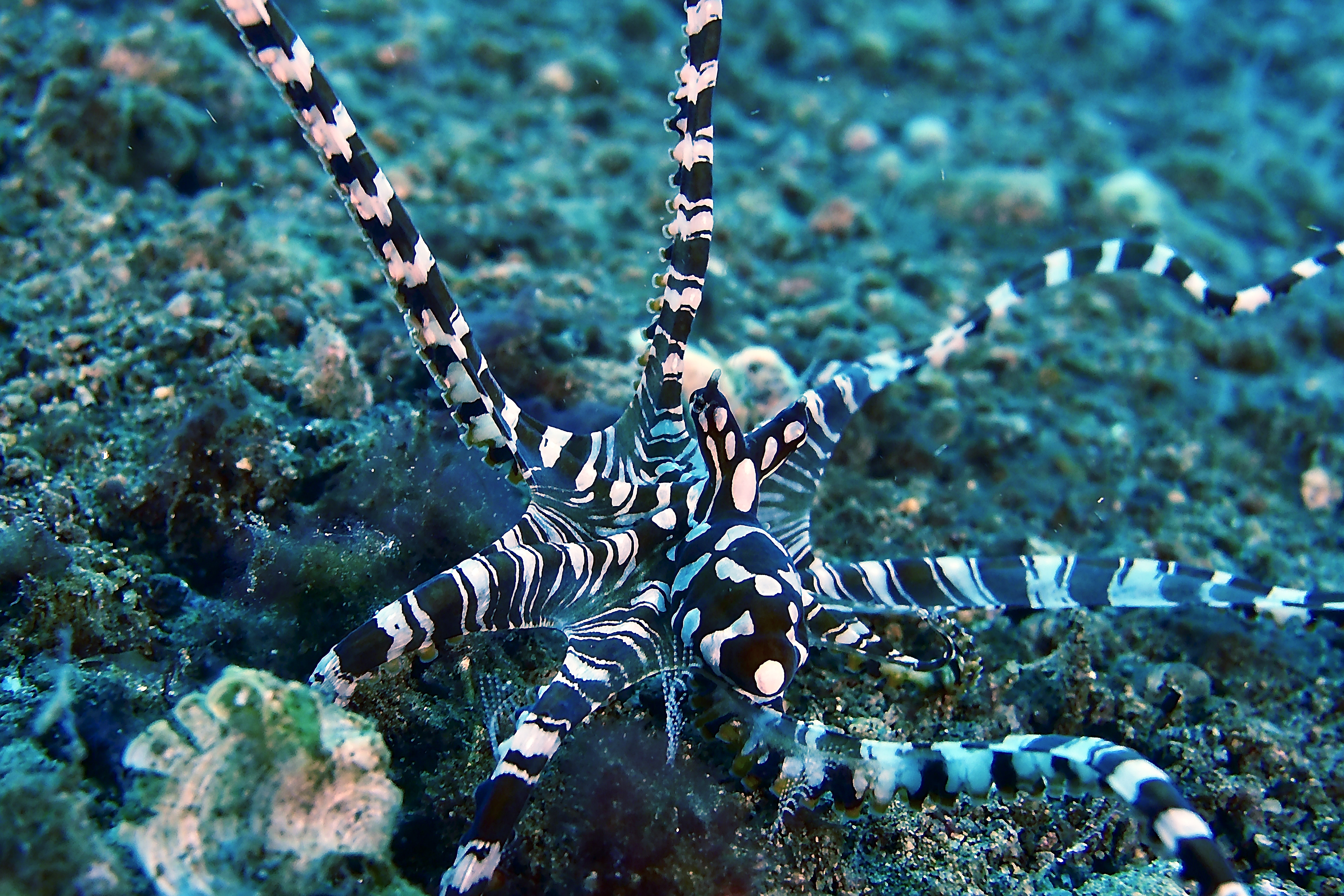 World Octopus Day and Beyond — Encounters from St. Vincent to Thailand