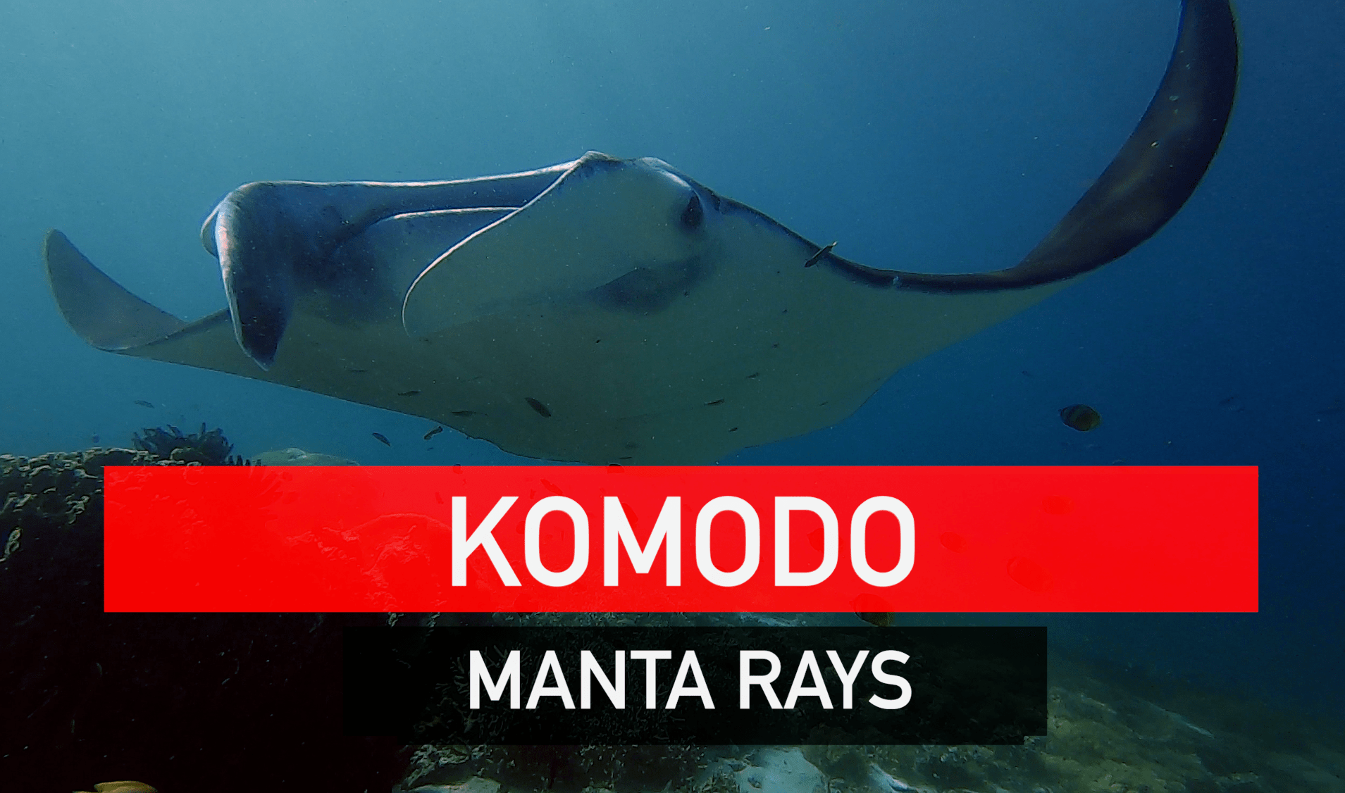 Stunning Manta Rays of Komodo
