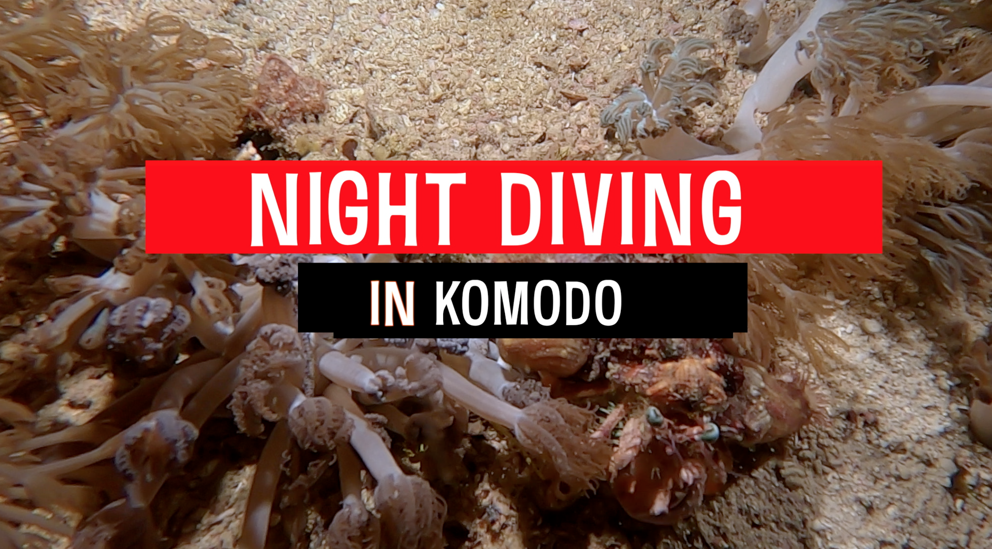 Night Diving in Komodo