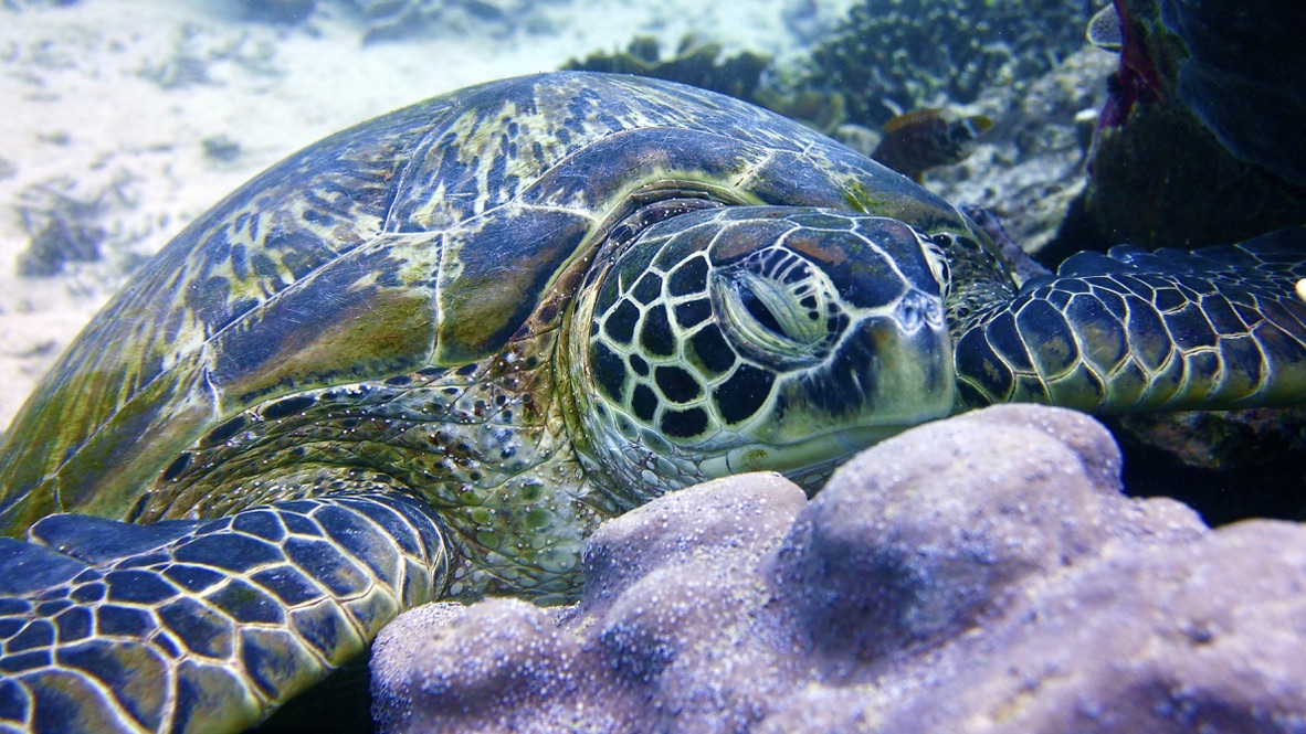 Scuba Diving Related Movies & COVID-19