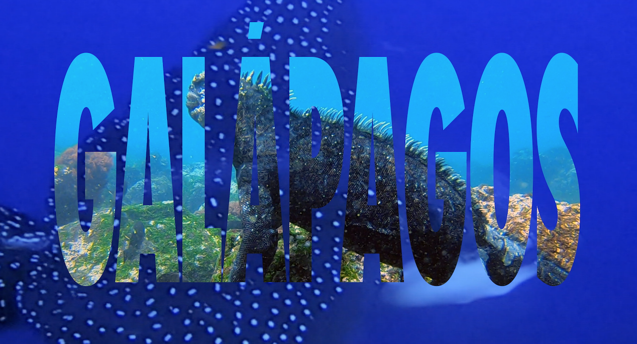 galapagos marine life