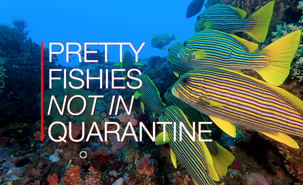 Pretty Fishies and Our Dive Club Meetings