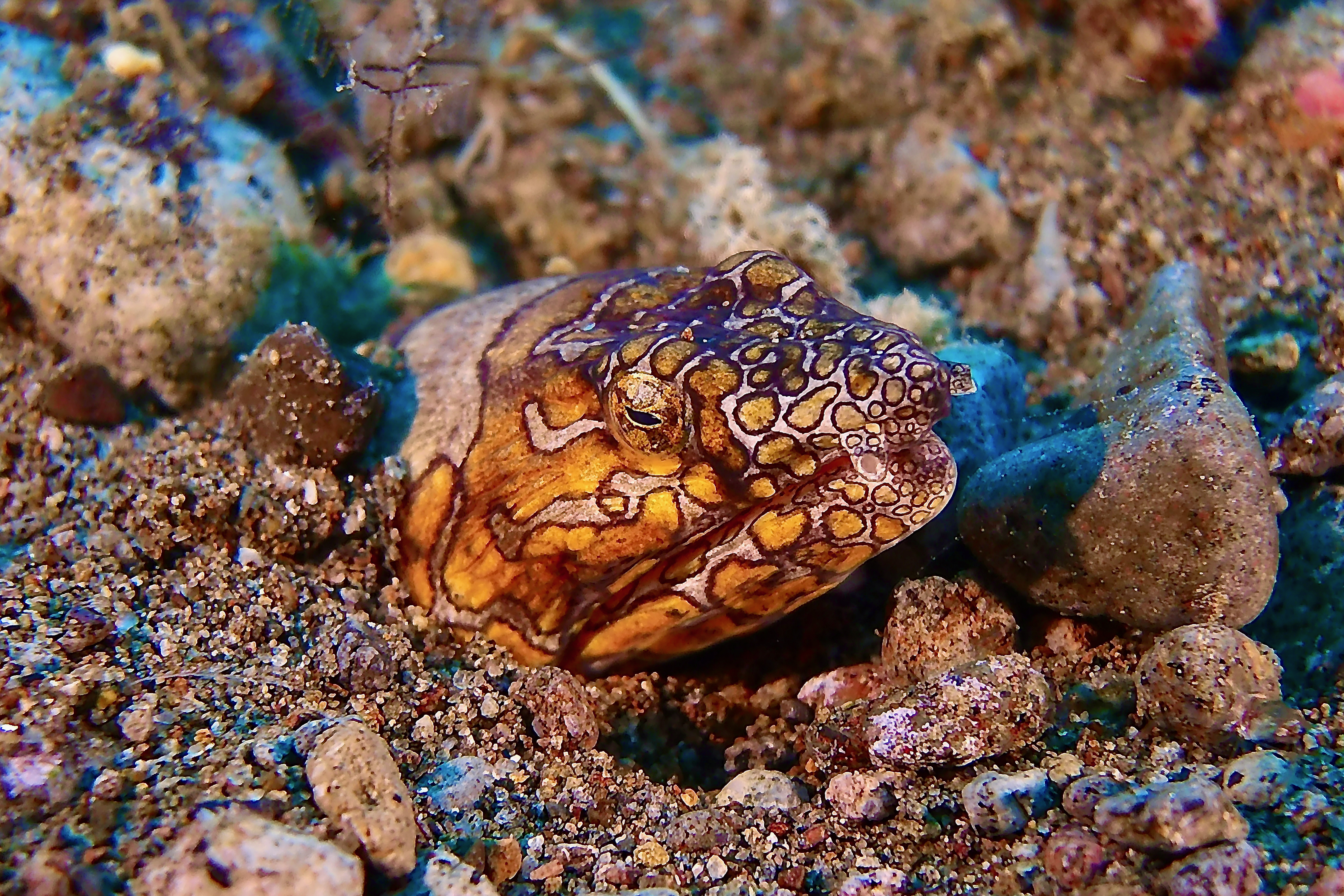 Napoleon Snake Eel