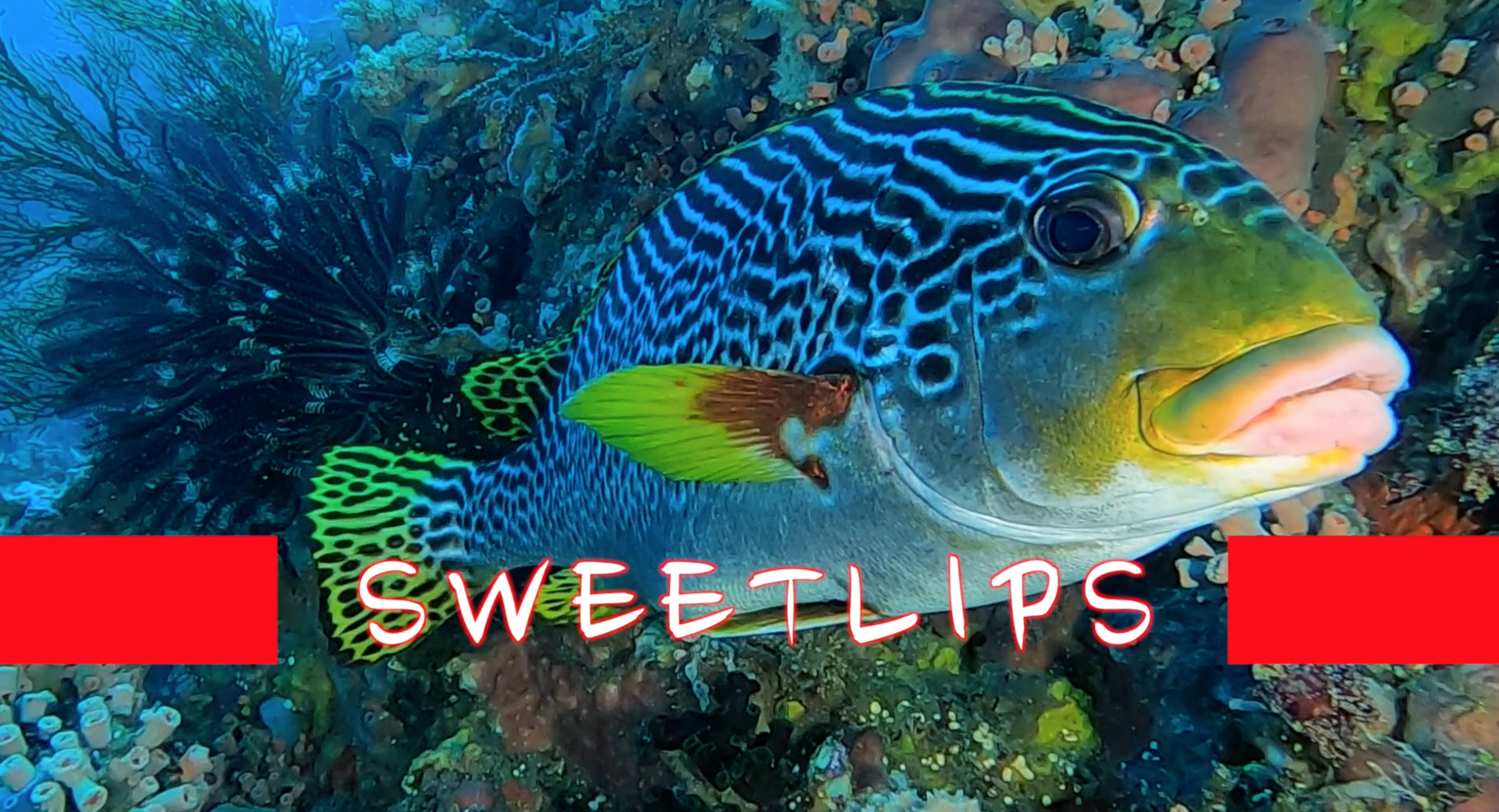 Scuba Diving with Sweetlips