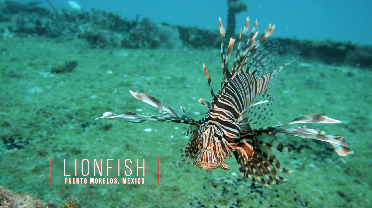 Lionfish Puerto Morelos Mexico