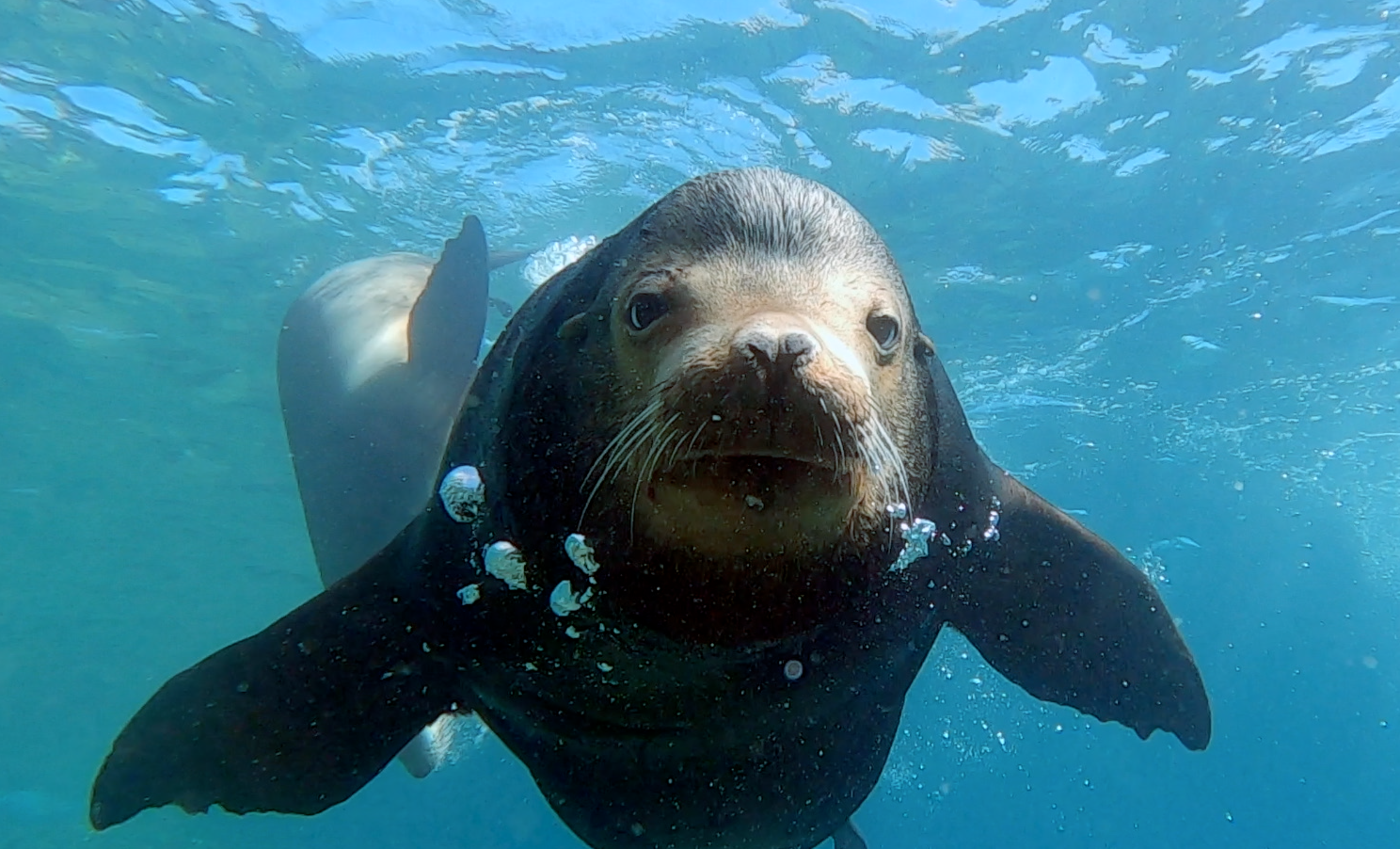 Diving with Sea Lions at Los Islotes, La Paz Mexico