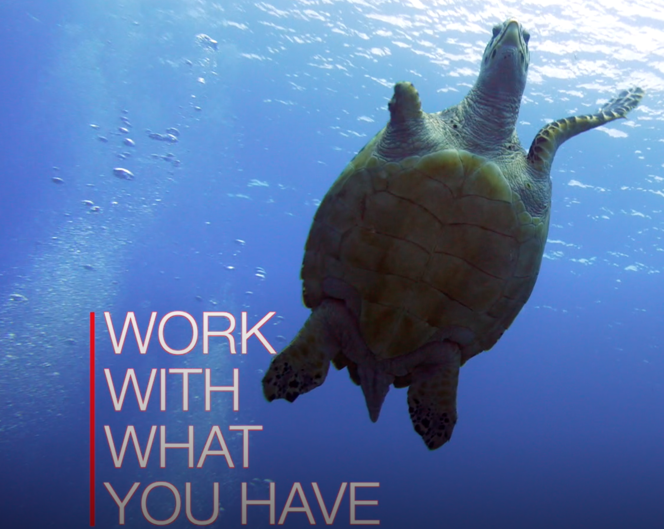 Missing Limb Sea Turtle