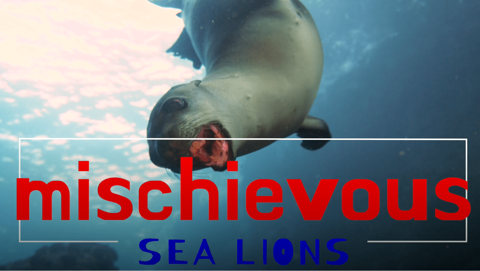 Mischievous Sea Lions