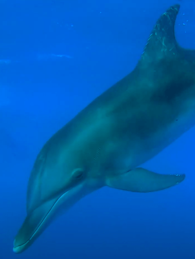 Happy World Dolphin Day!