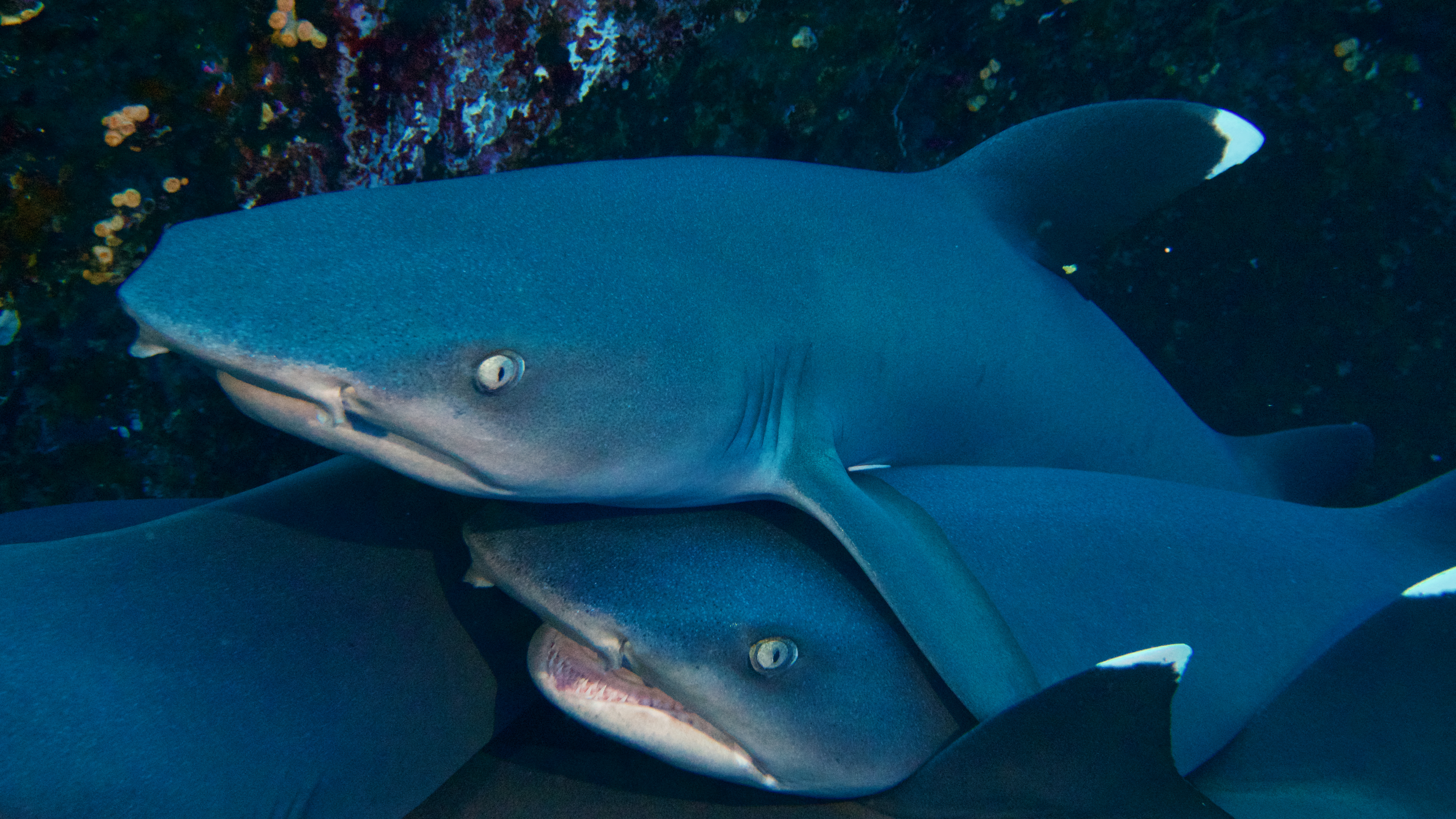 Resting Sharks of Revillagigedo Archipelago