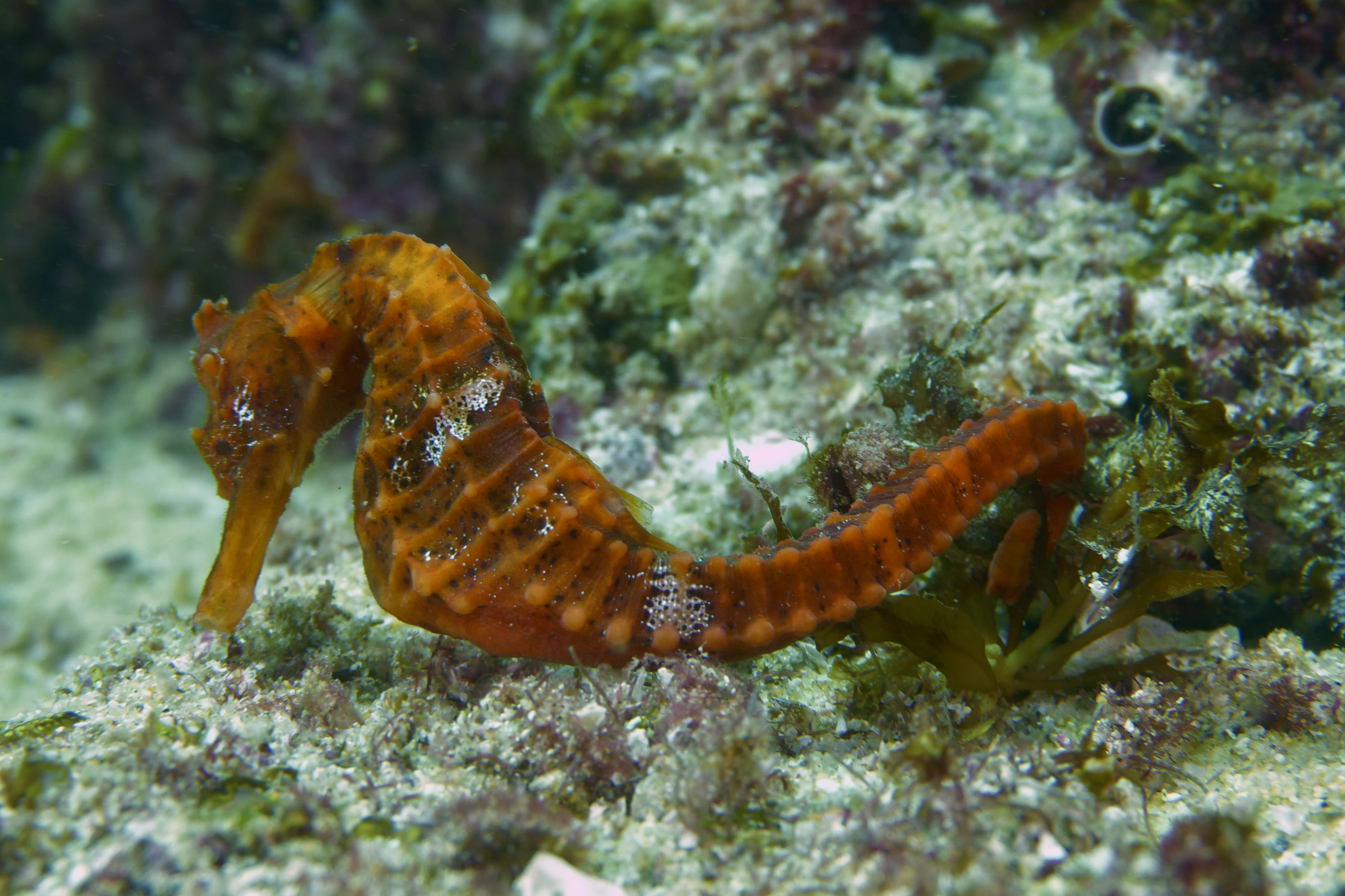 Wildlife Wednesday : Seahorse