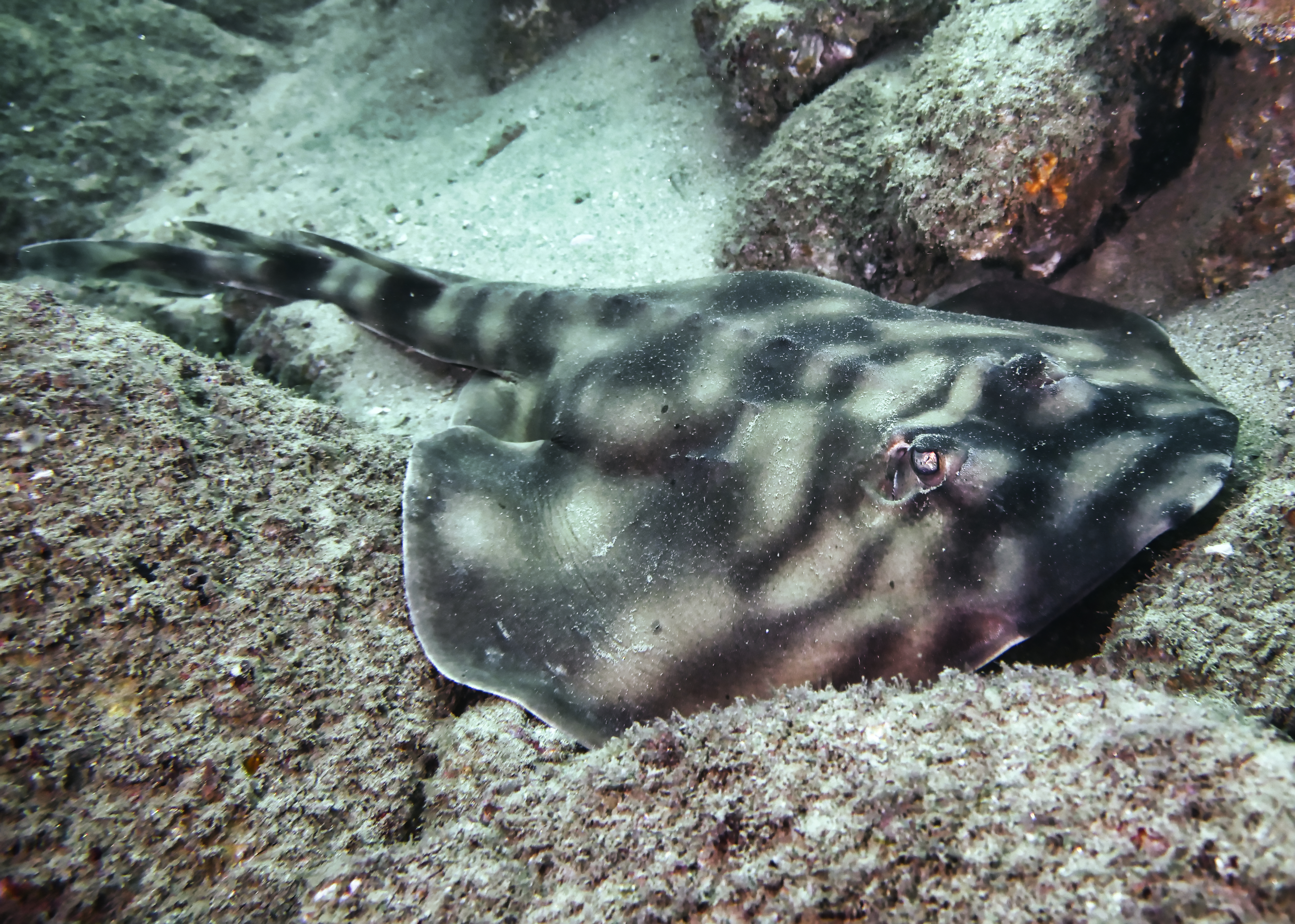 Wildlife Wednesday : Banded Guitarfish