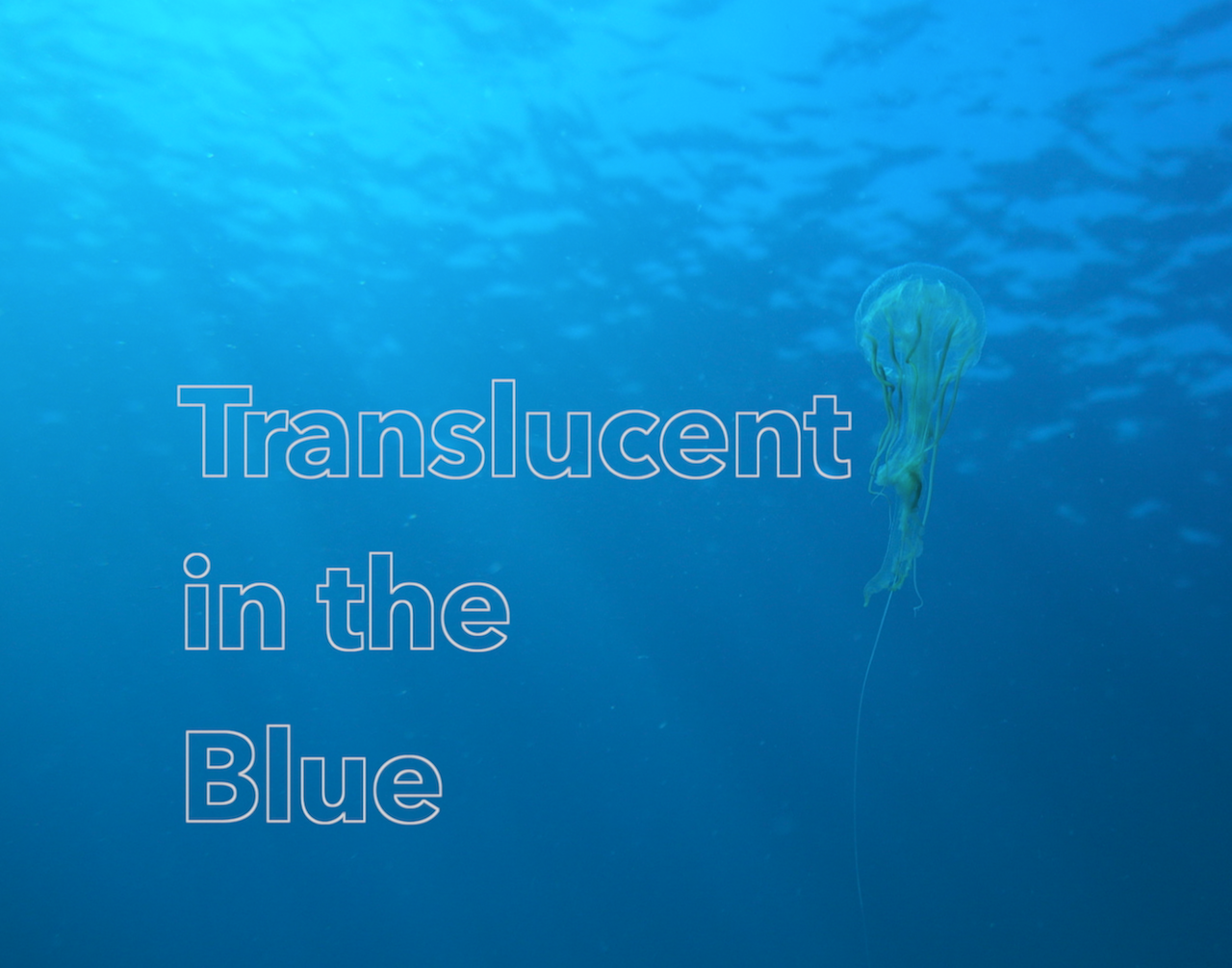 Wildlife Wednesday : Translucent Creatures