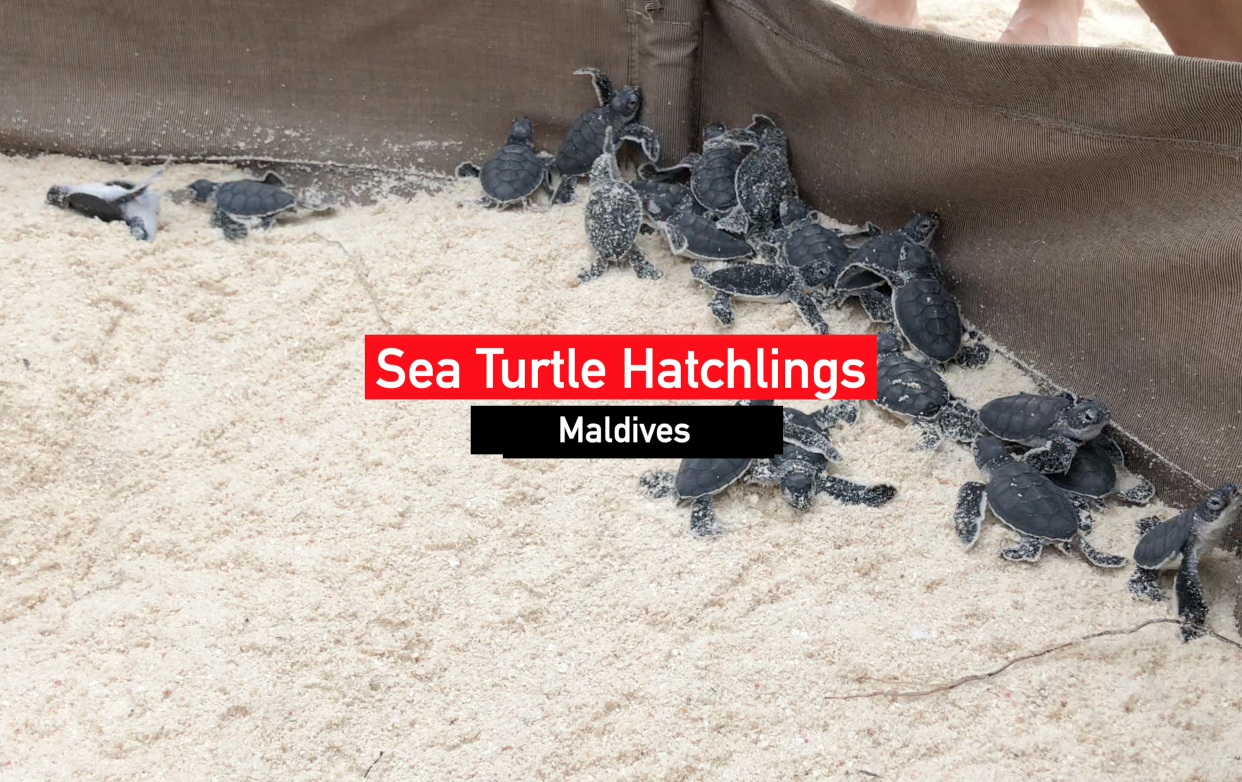 Turtle Hatchlings – Laamu, Maldives
