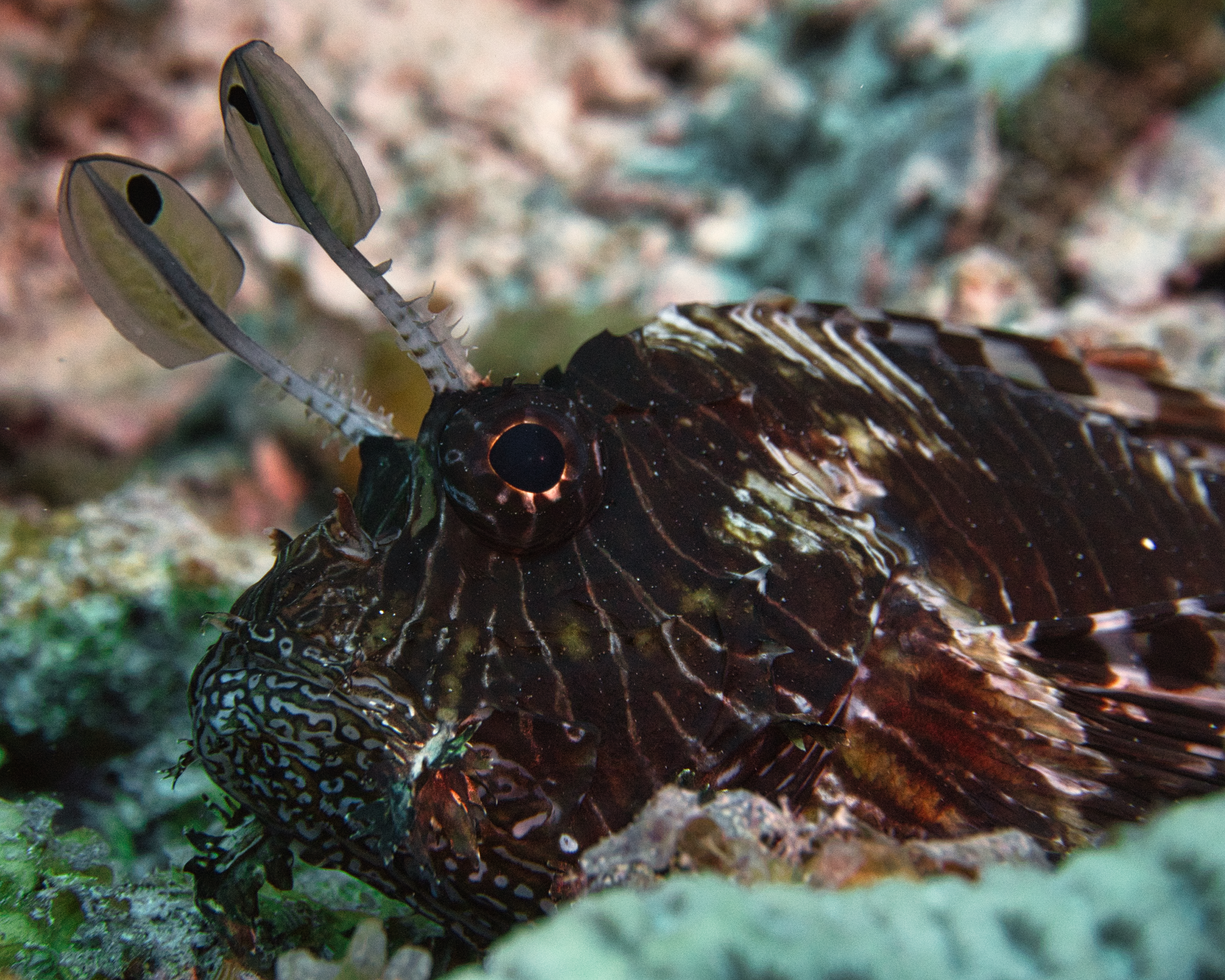 Wildlife Wednesday : Lionfish