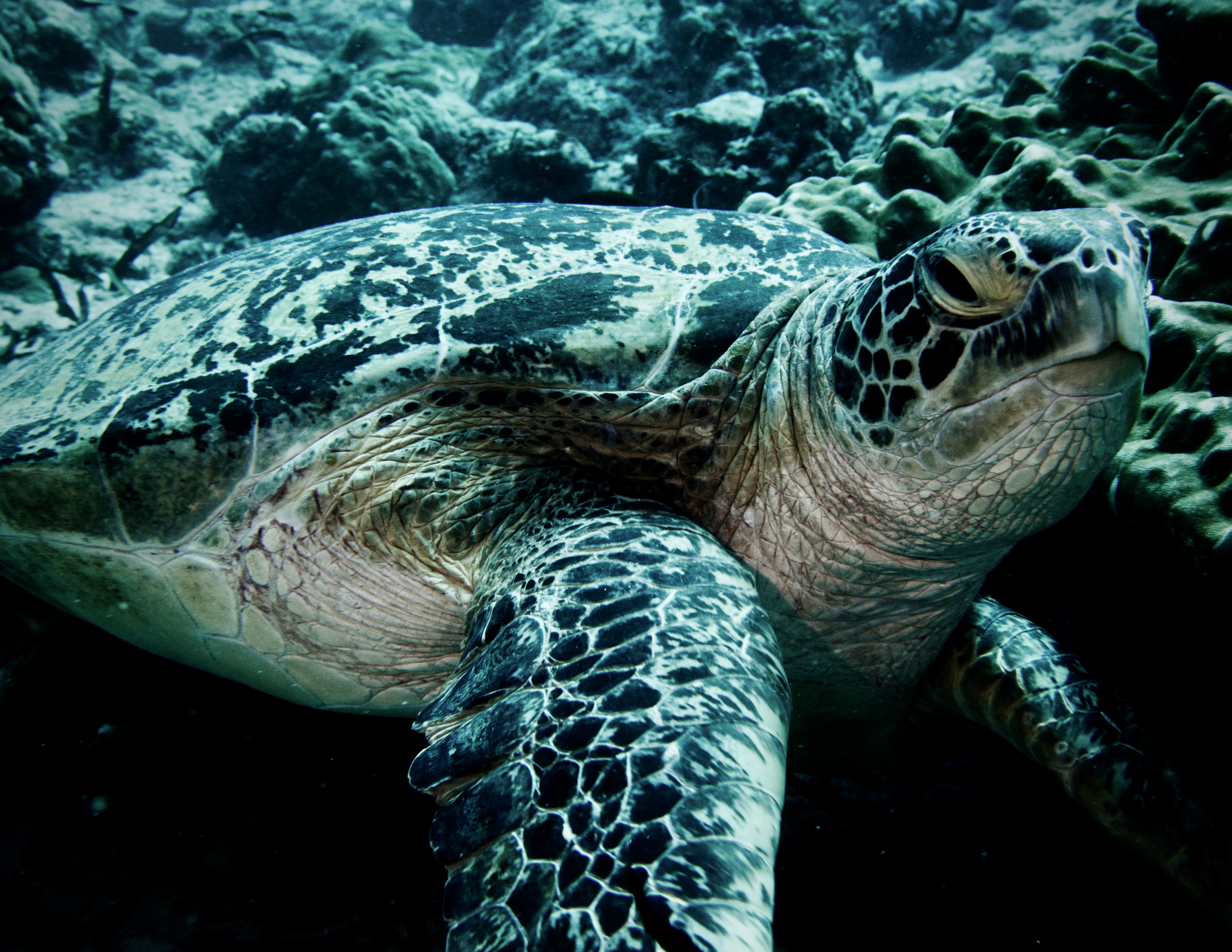 Turtle Tuesday: King of Komodo
