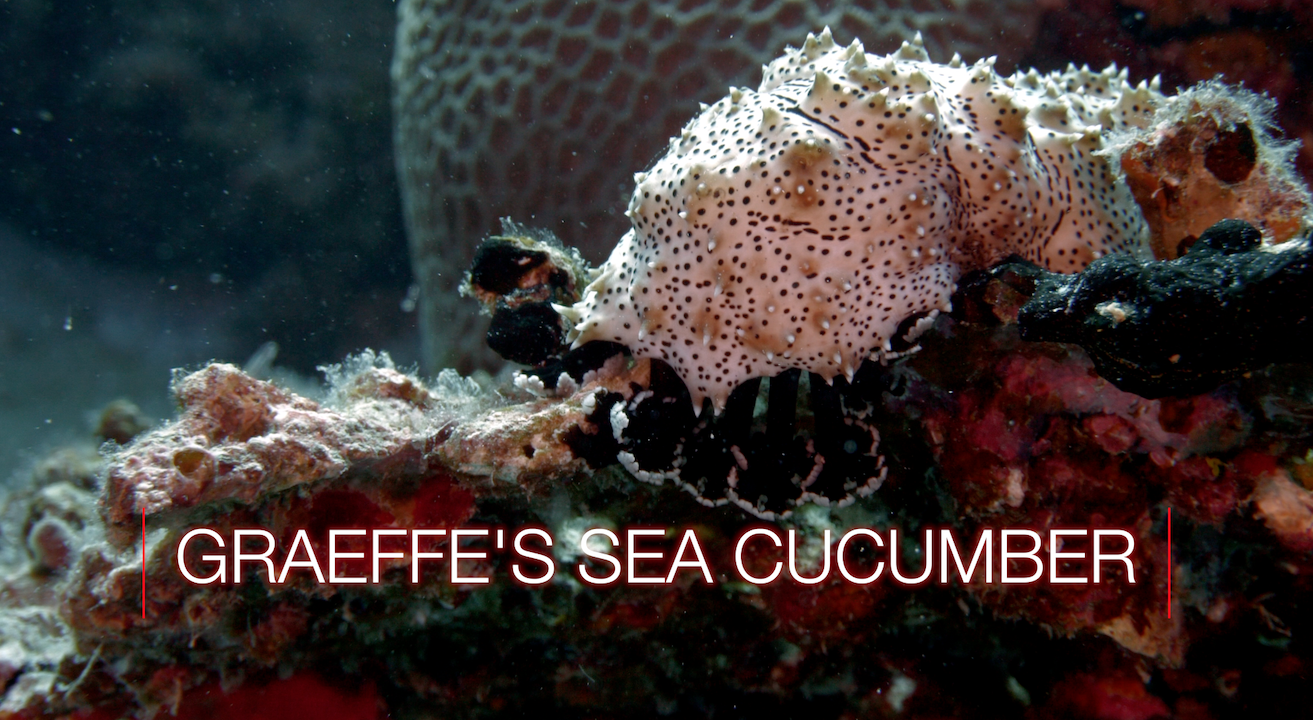 Weird Wildlife Wednesday : Graeffe’s Sea Cucumber