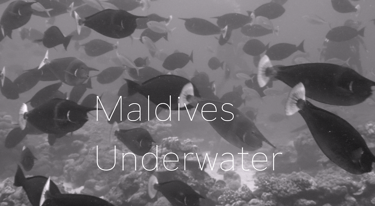 Black and white image of schooling fish in the Laamu Atoll, Maldives