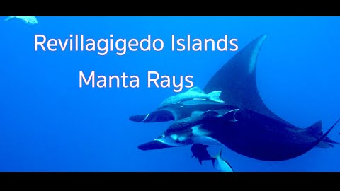 Manta Ray swimming around the Socorro Islands off the coast of Mexico