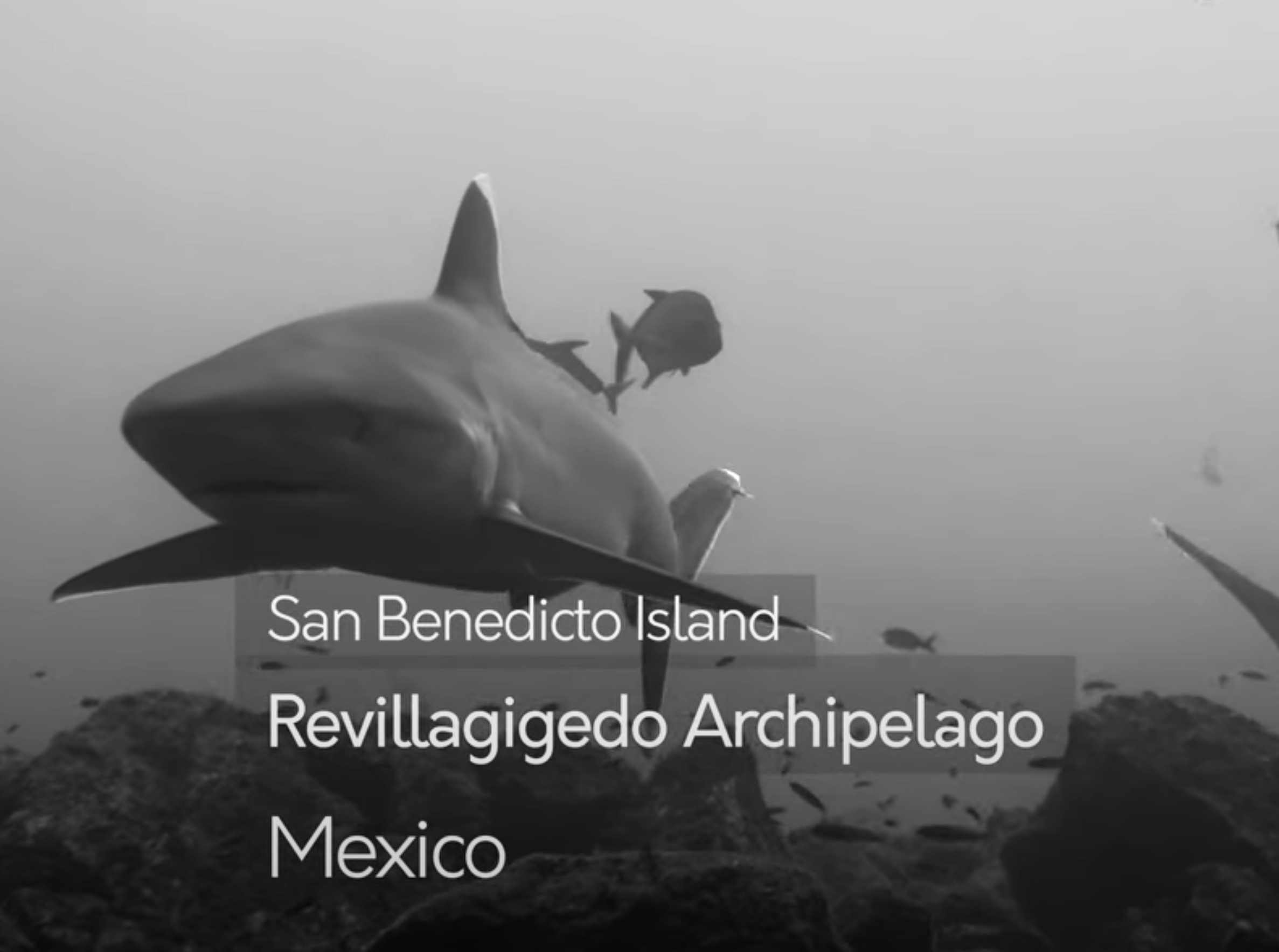 Widlife Wednesday : Circling Sharks