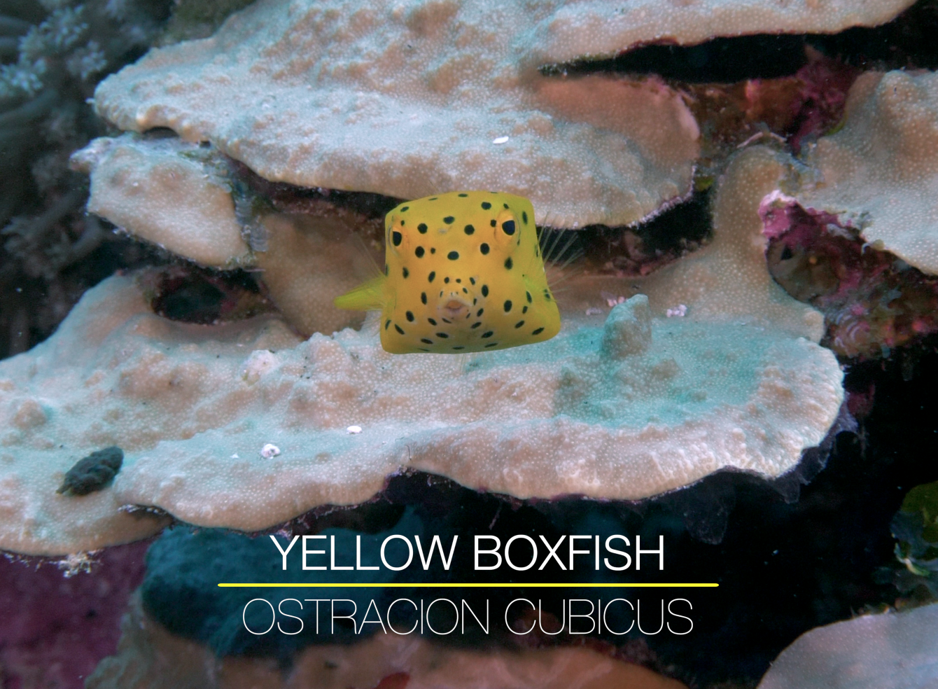 Yellow Boxfish spotted in the Maldives