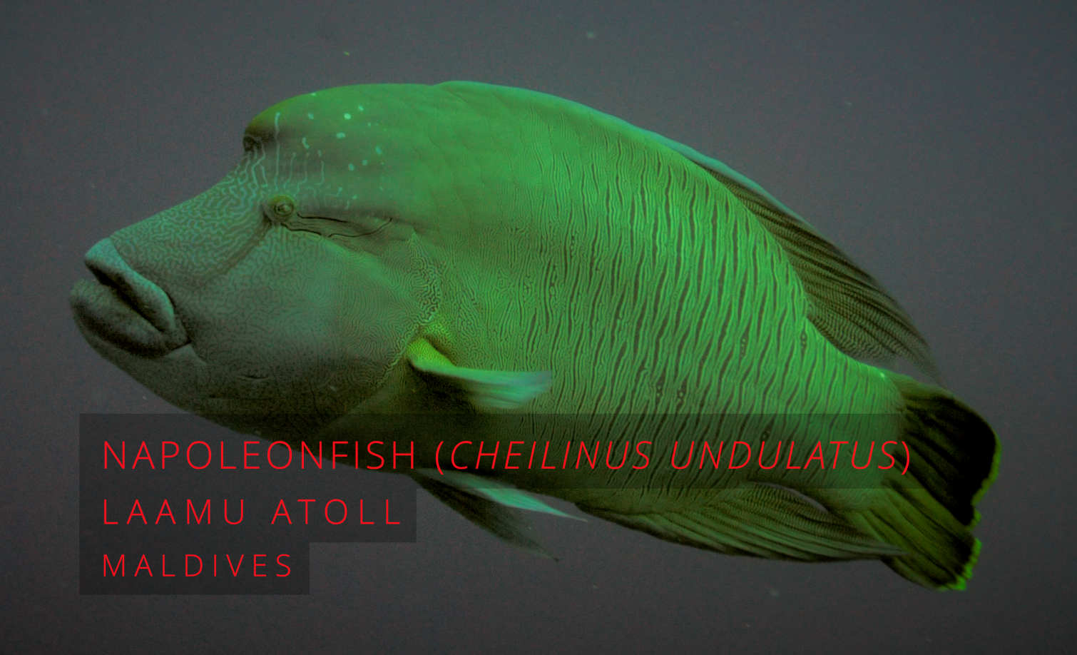 Wildlife Wednesday : Napoleonfish