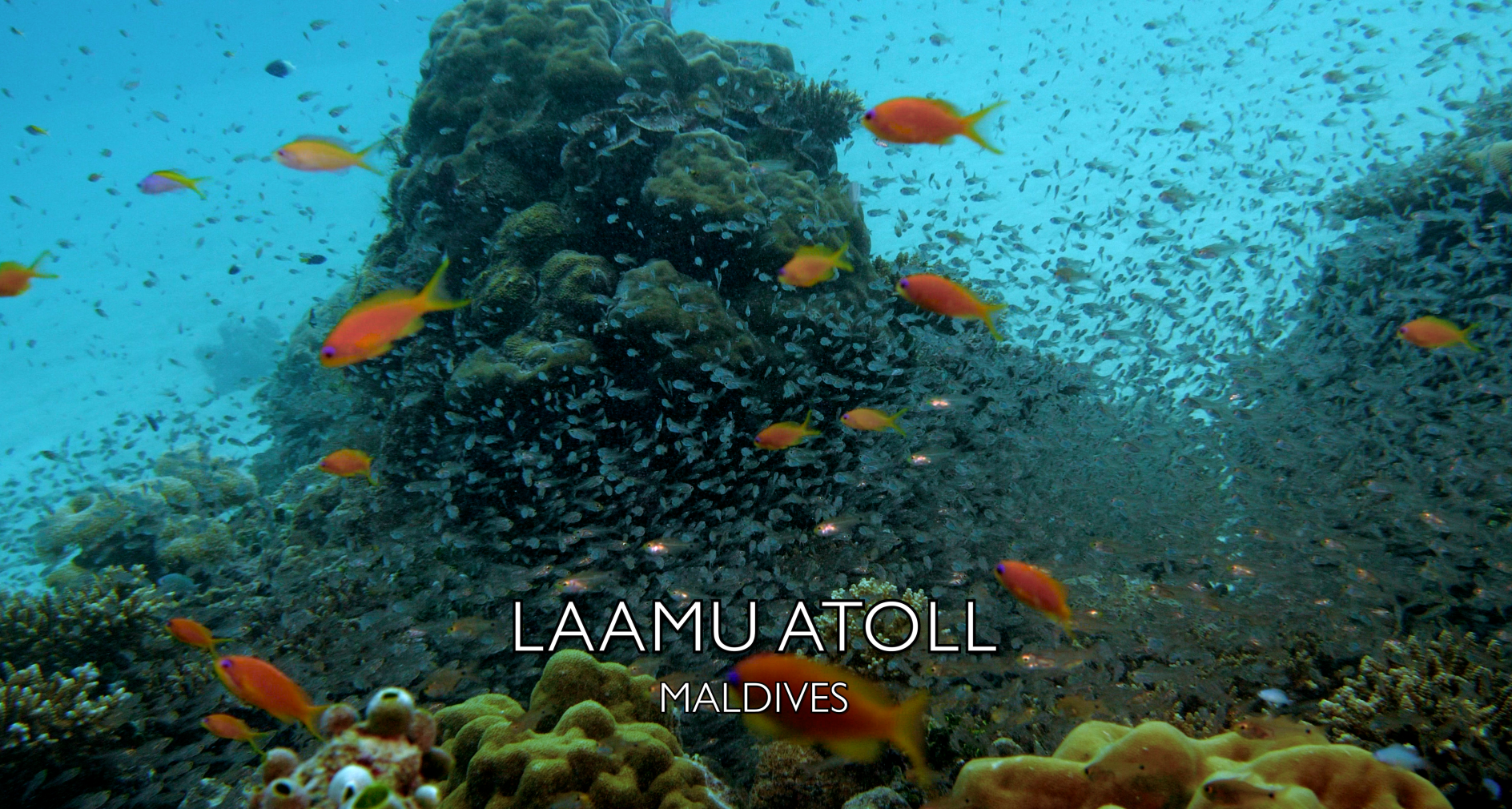 Day 2 Diving Haddhunmathi Atoll