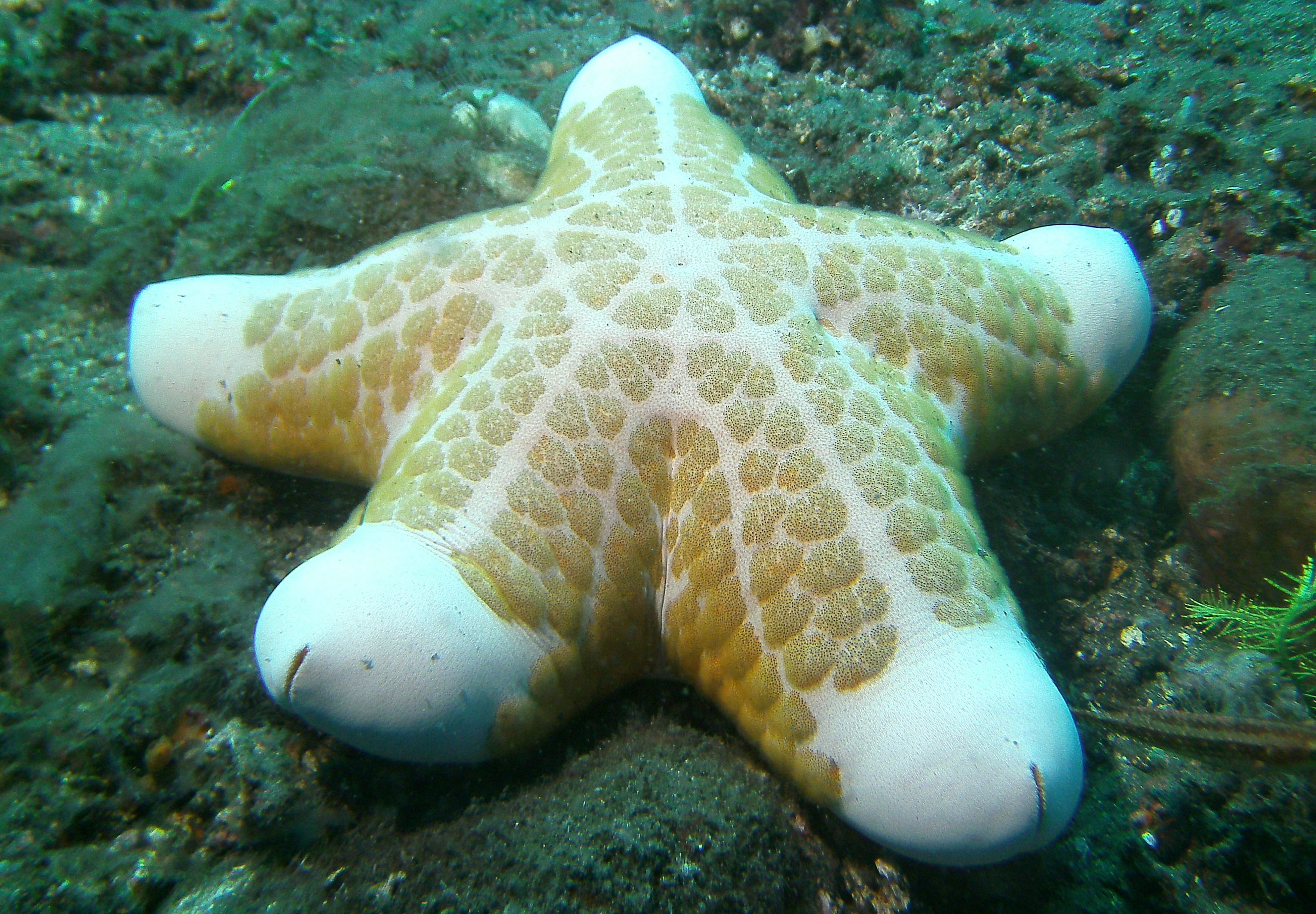 Granulated Sea Star