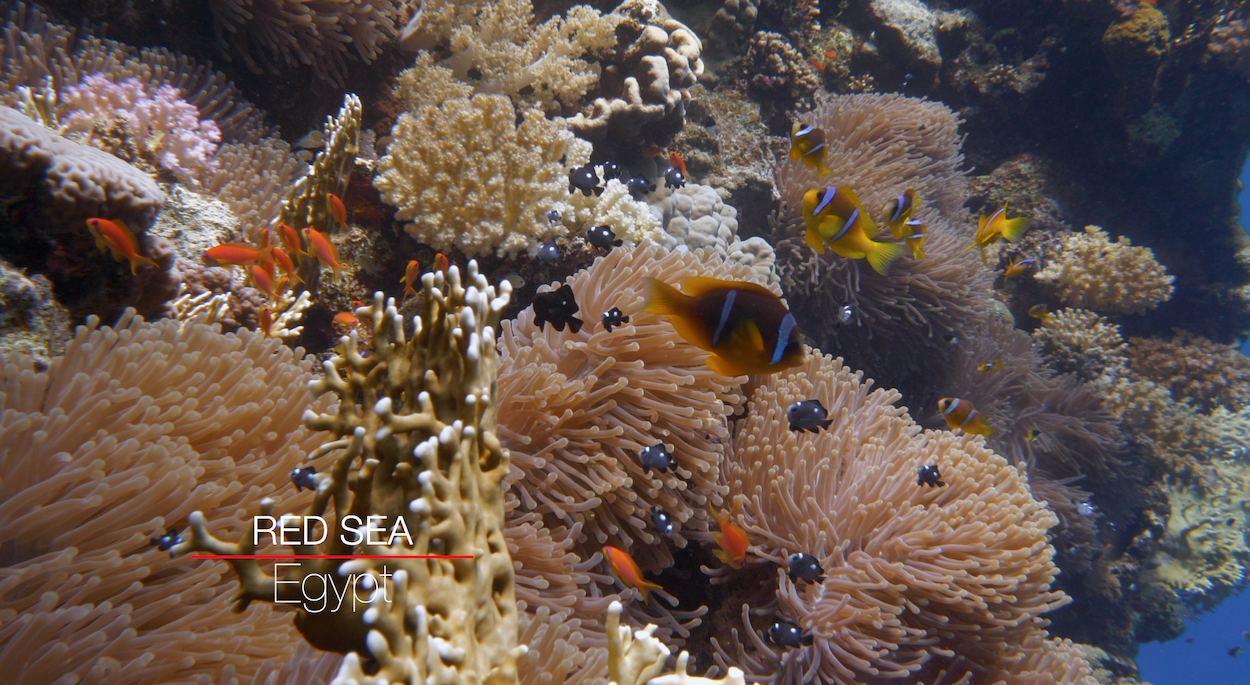 Coral Reef – Egypt