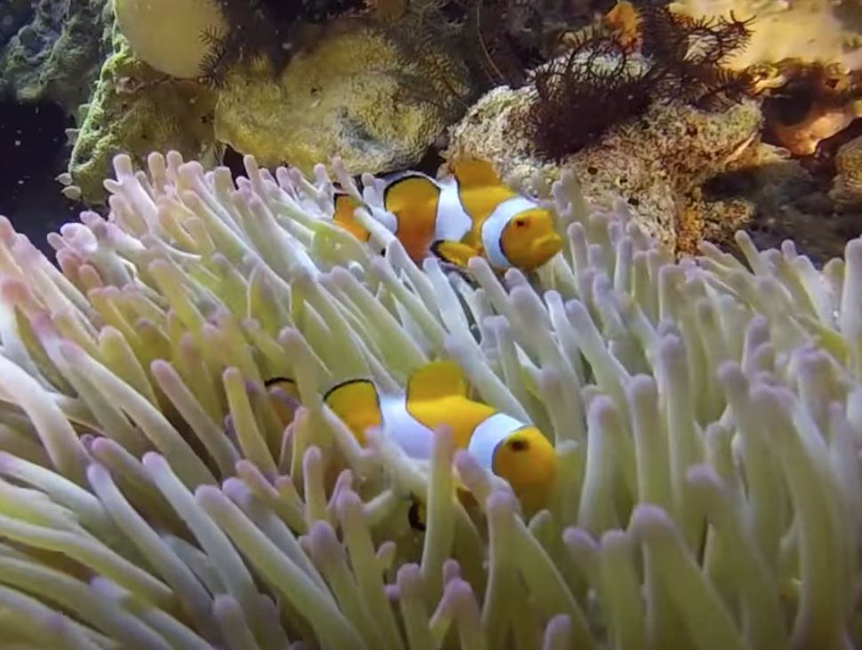 Clownfish of Raja Ampat