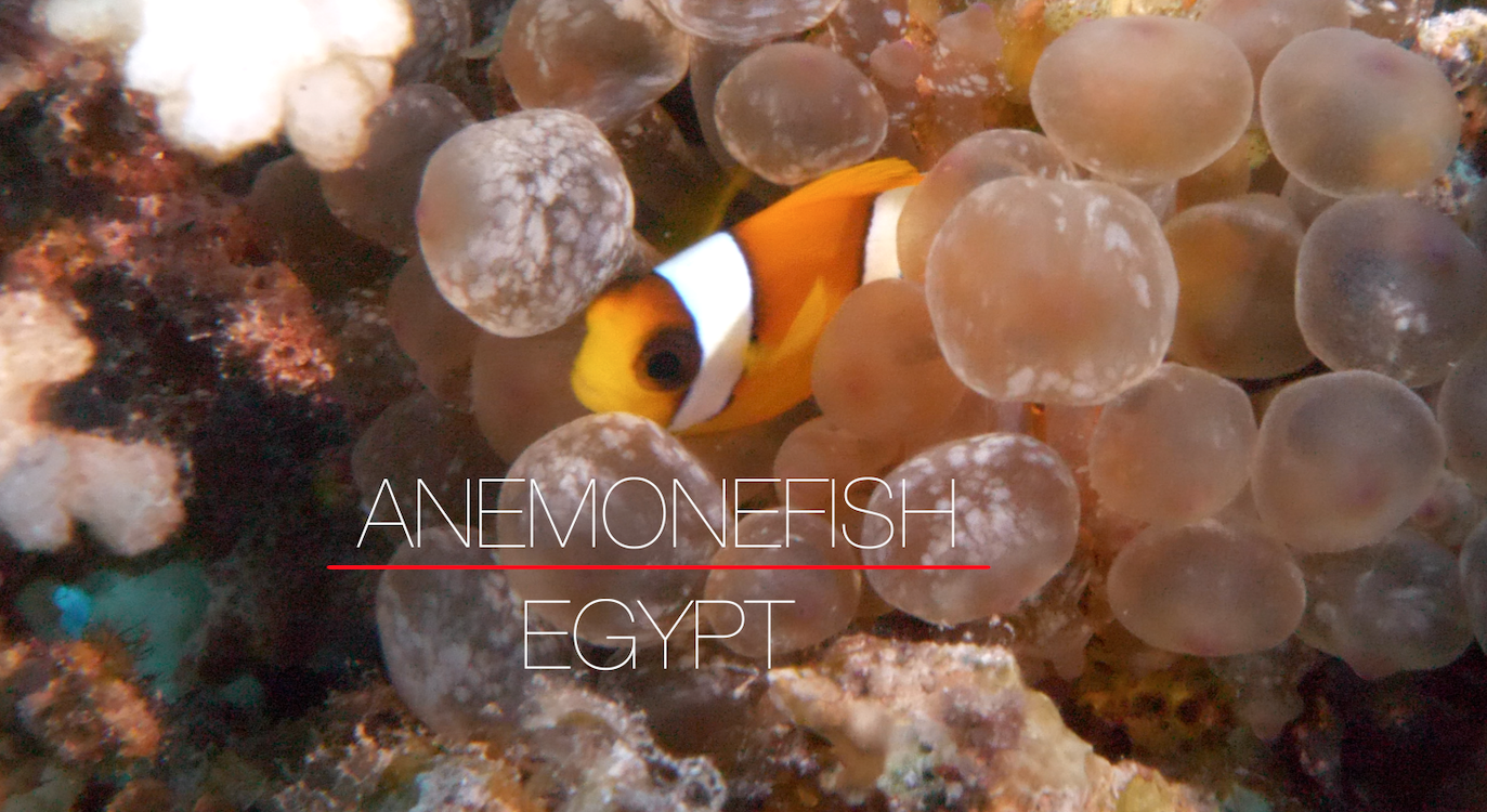 A Few Anemonefish Facts
