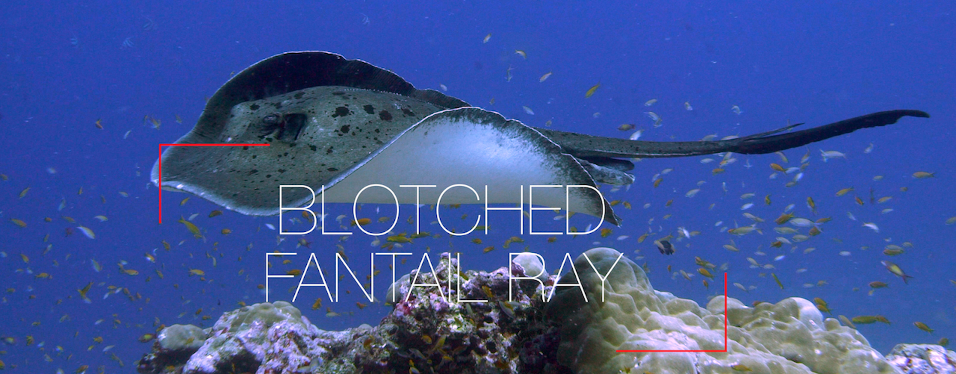 Fish of the Week: Blotched Fantail Ray